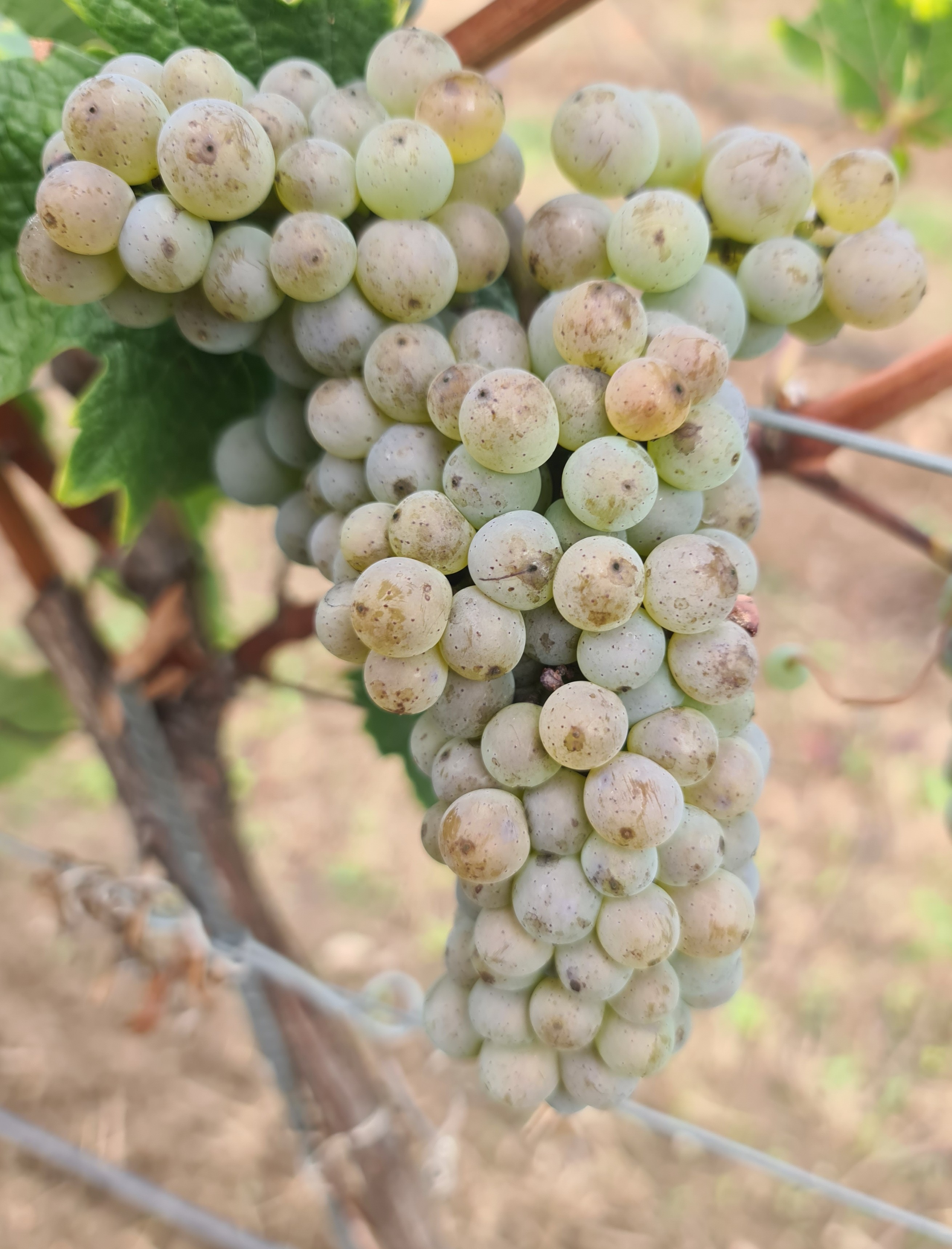 Pinot Iskra 20260901 113052