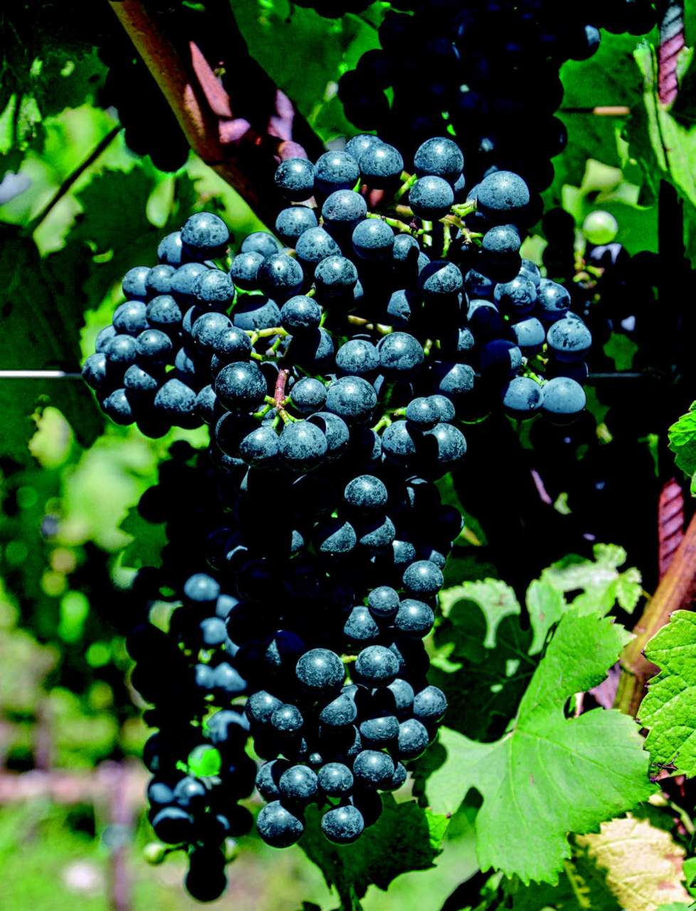 3Pinot Kors Enologo 003