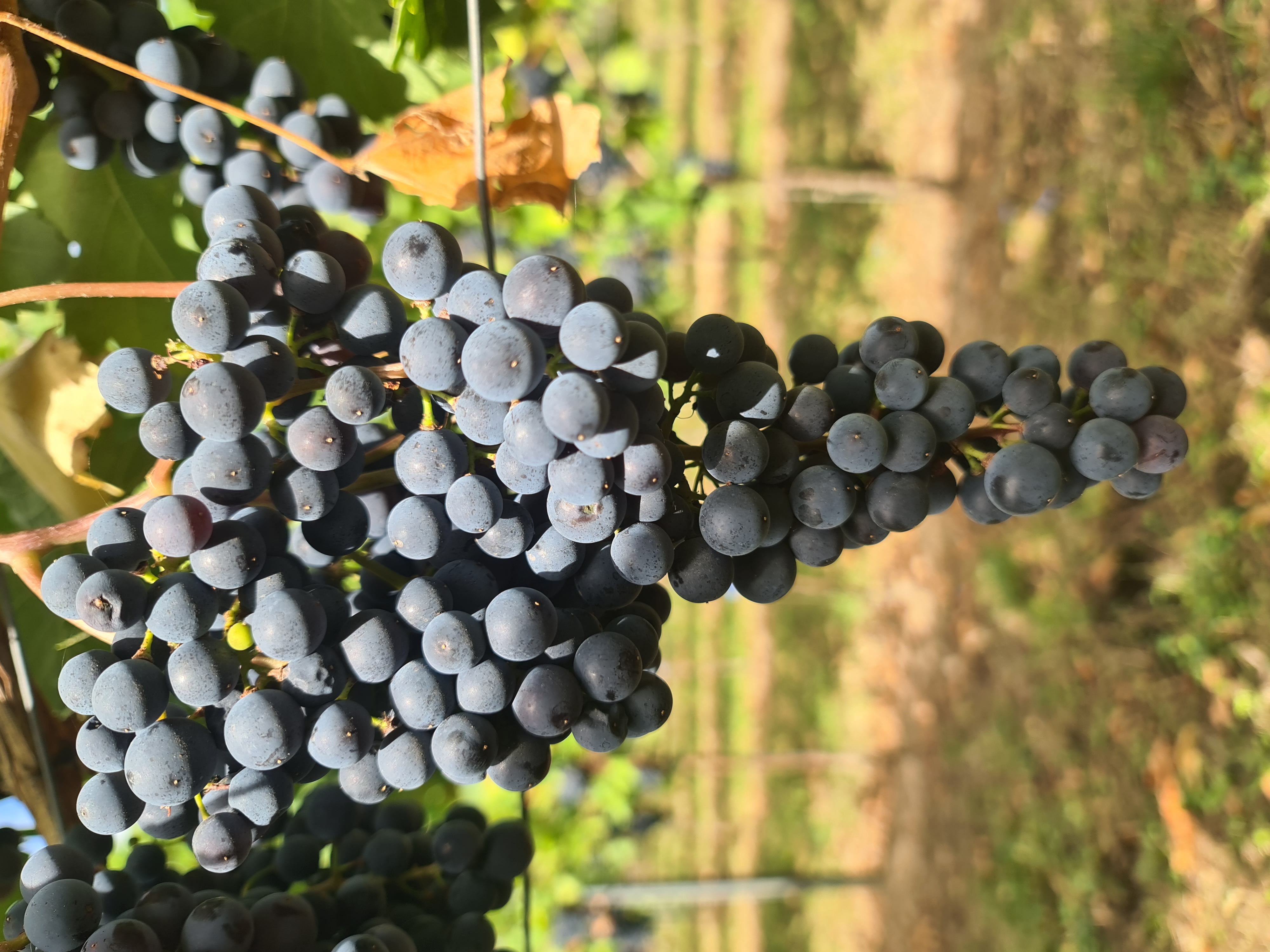 Pinot Kors 20260901 120625