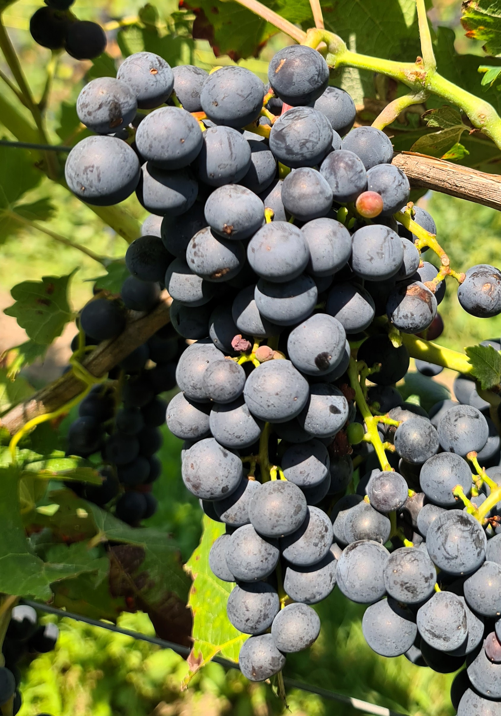 Pinotin 20250812 115914