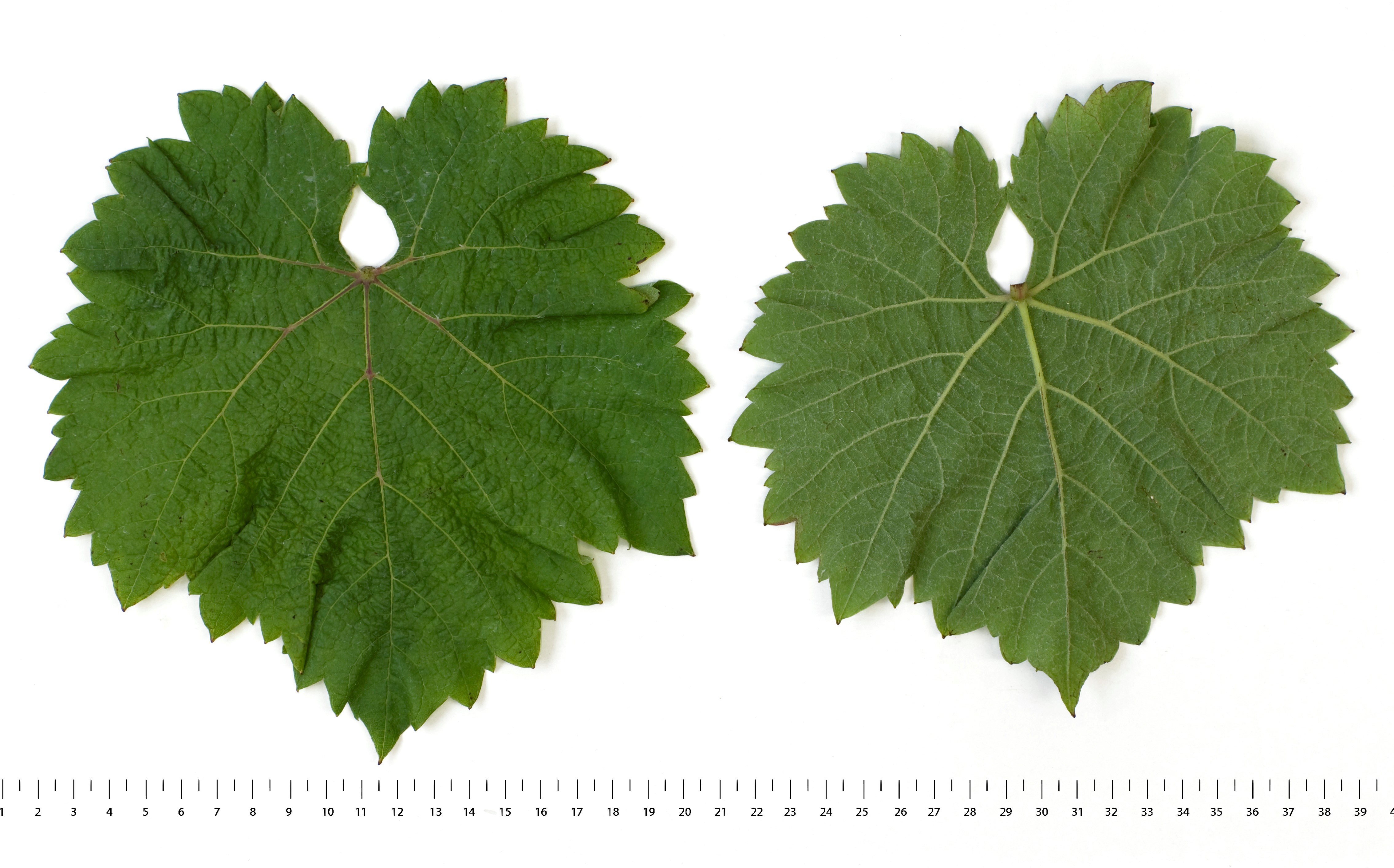 VIVC19994 PINOTIN Mature leaf 16411