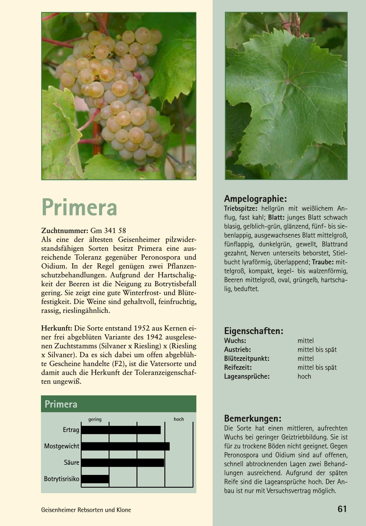 Primera Page 1