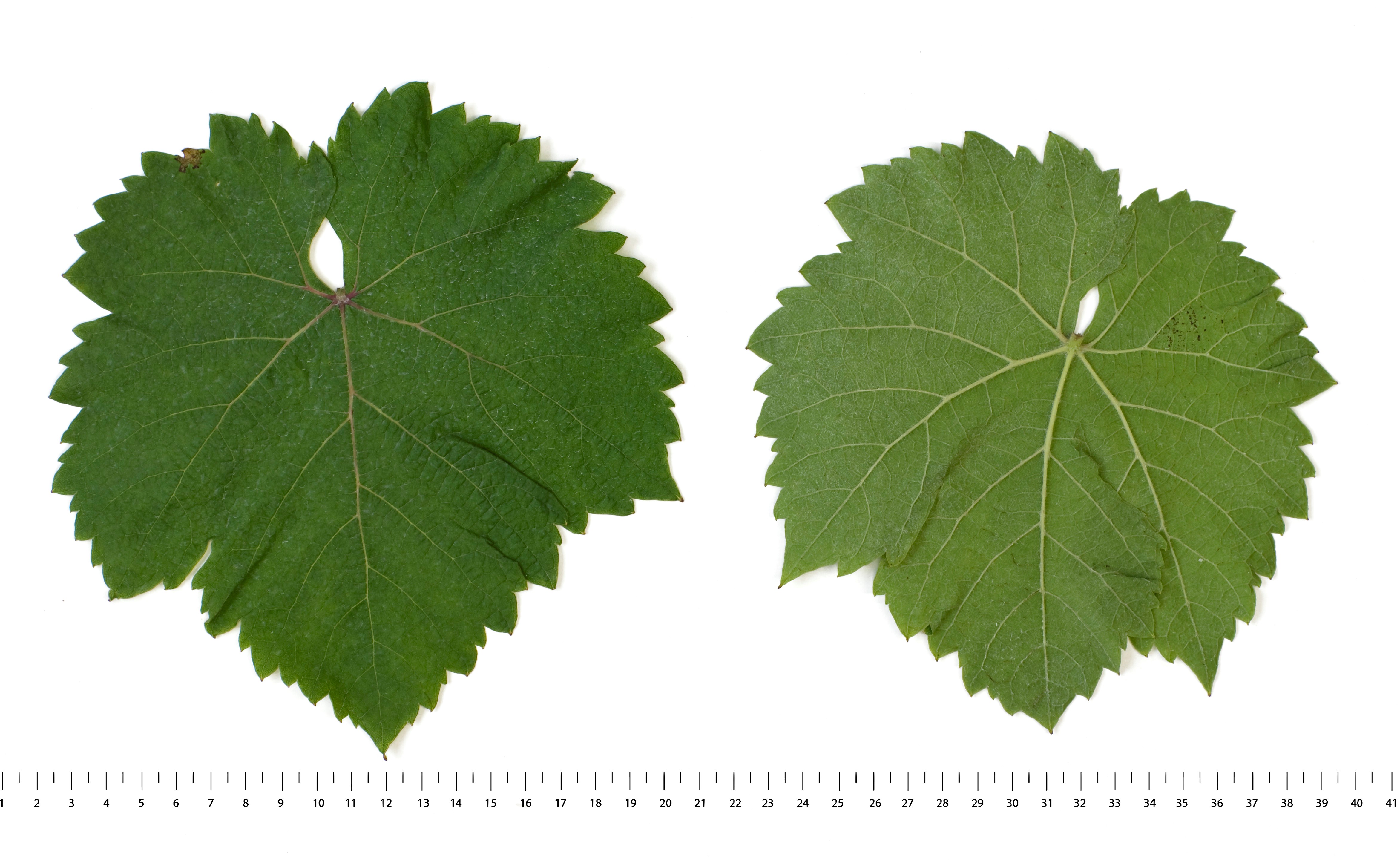 VIVC17124 PRINZIPAL Mature leaf 16412