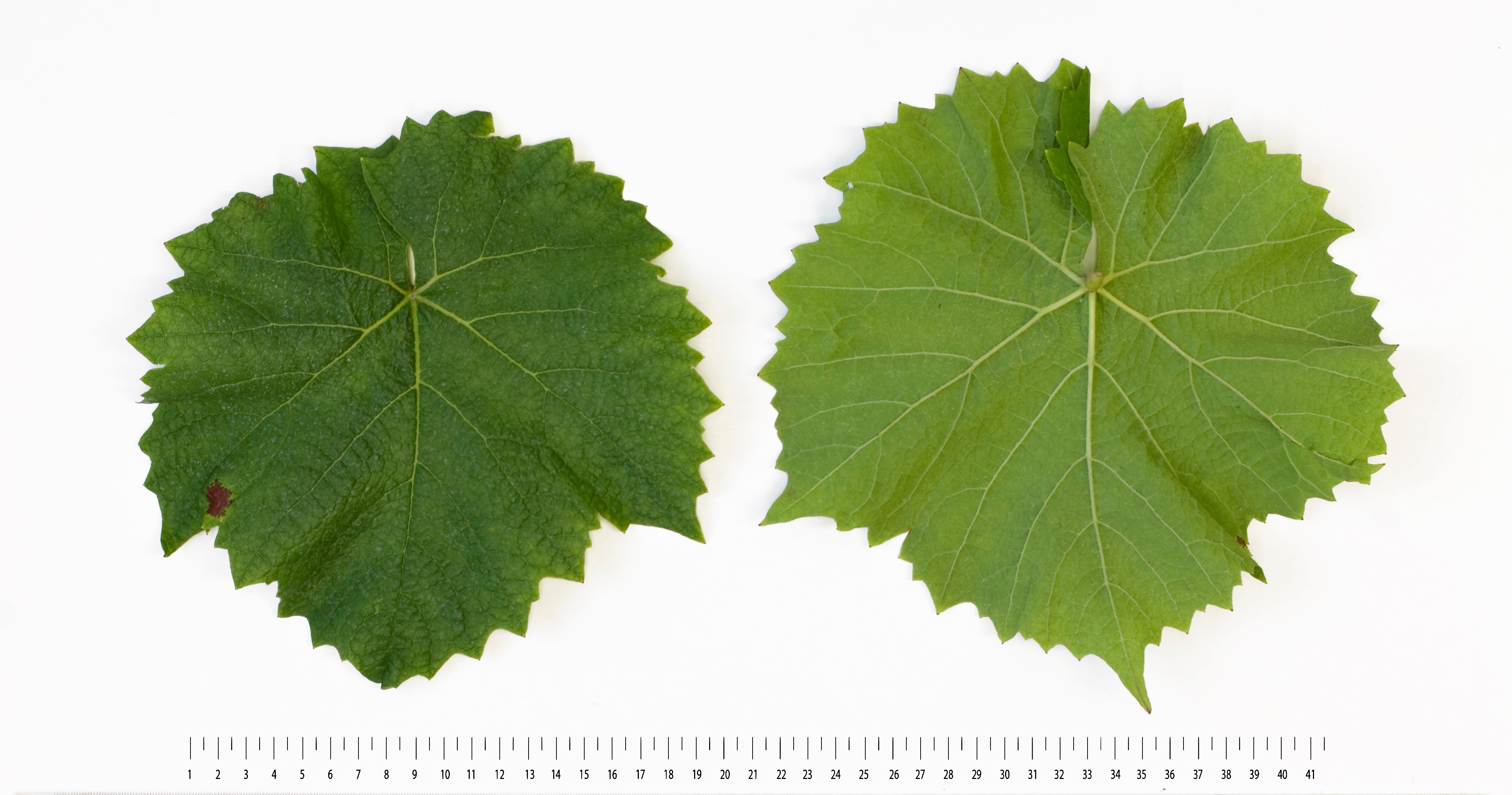 VIVC19993 PRIOR Mature leaf 16311