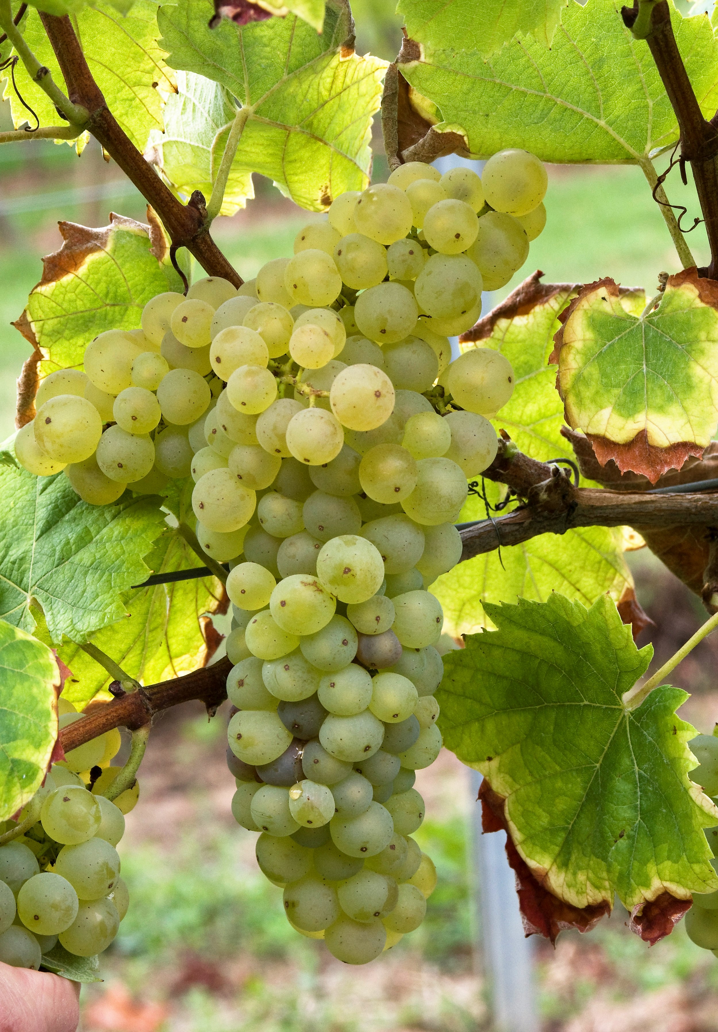 VIVC9830 PUTZSCHEERE Cluster in the field 17222