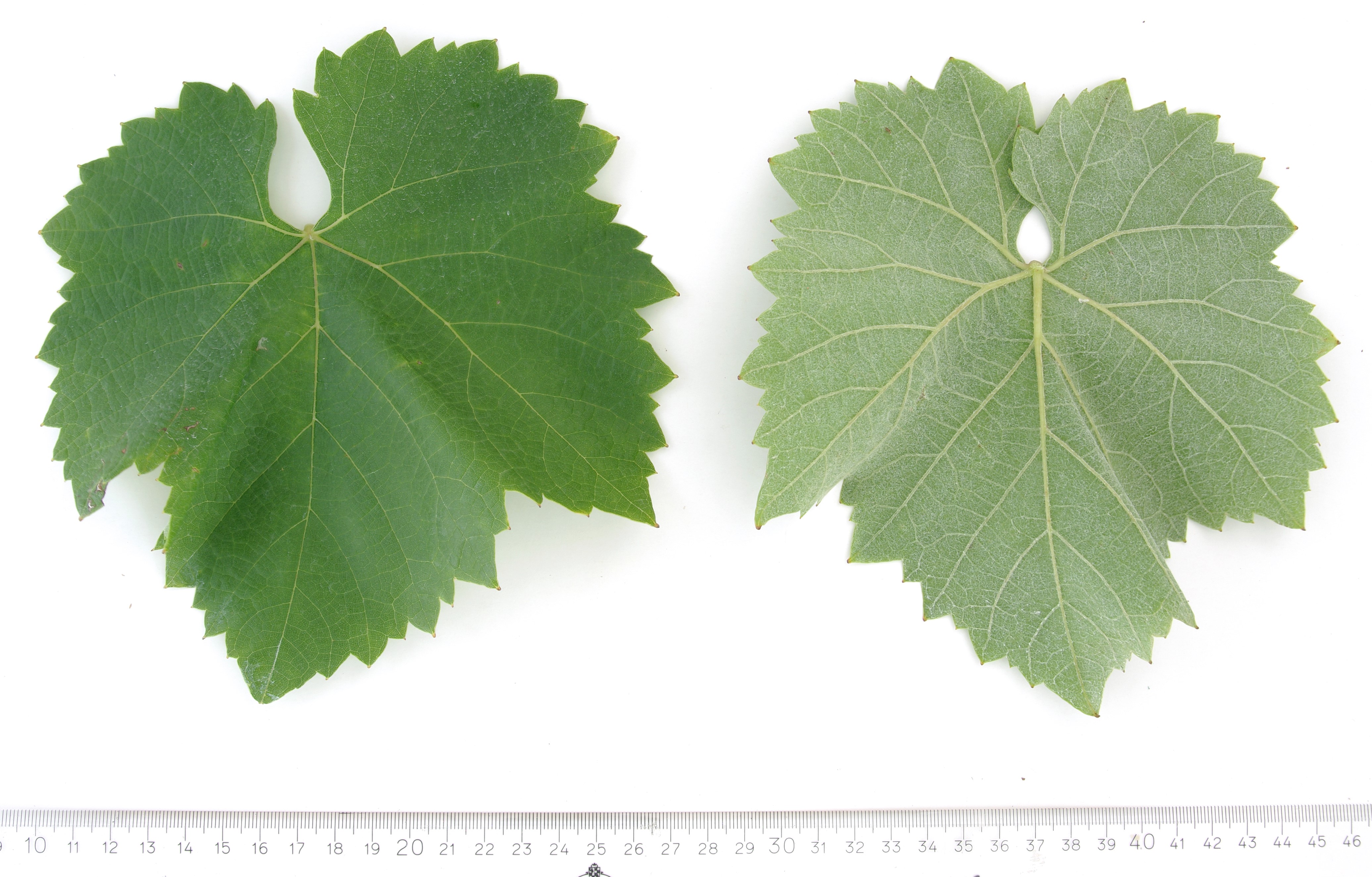VIVC9830 PUTZSCHEERE Mature leaf 4569