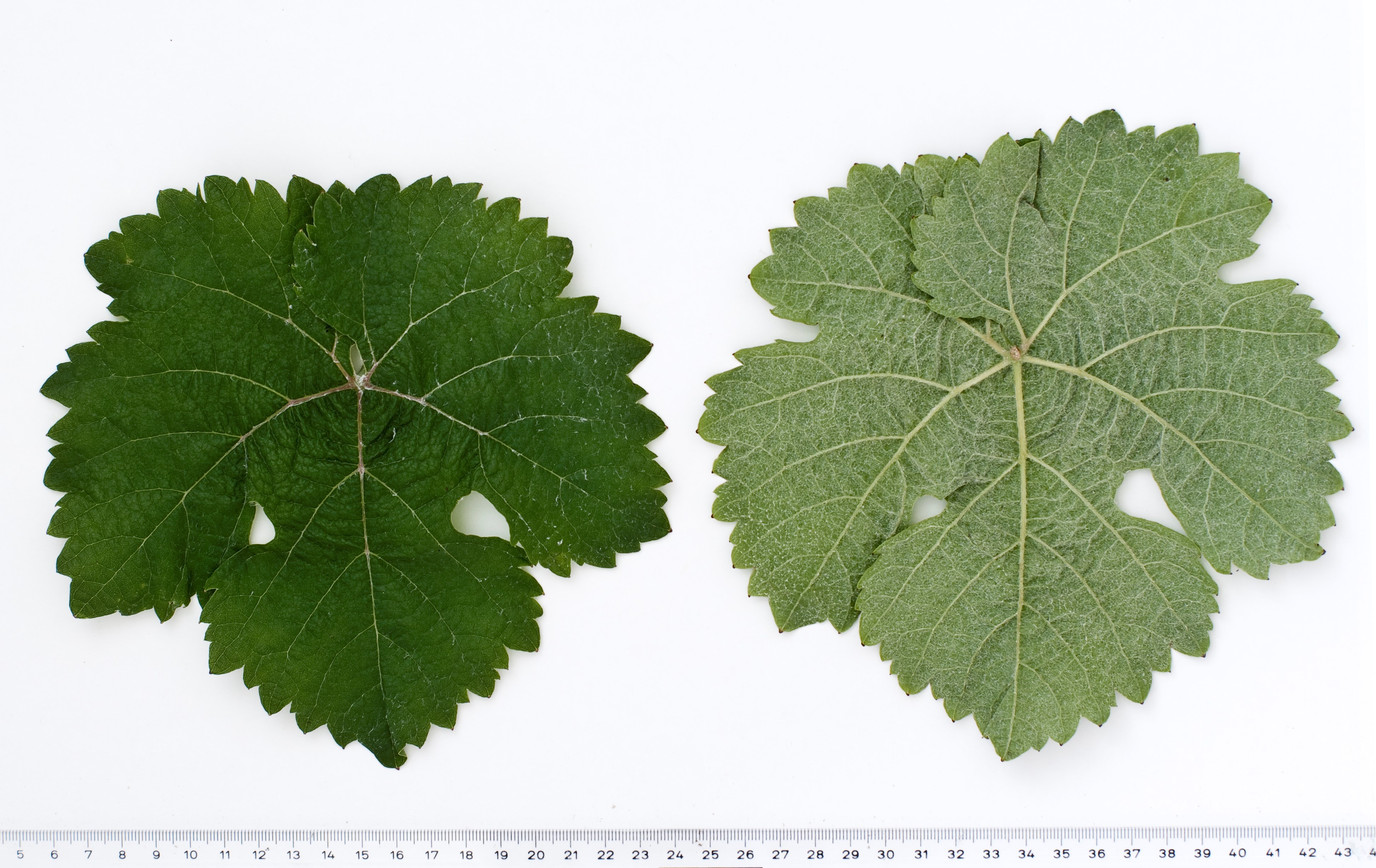 VIVC10230 ROTBERGER Mature leaf 10324