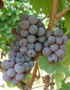 Roter Riesling Gm 3