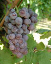 Roter Riesling Gm 23 Roter Riesling Gm 23