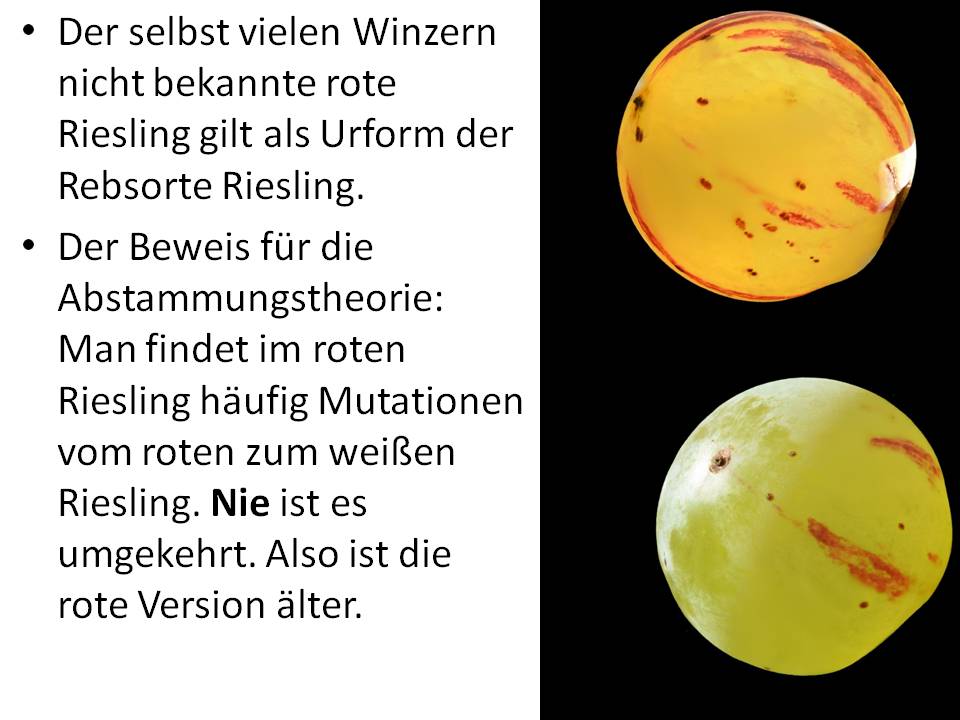 Roter Riesling Farbmutationen