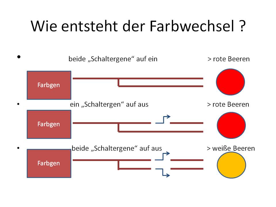 Roter Riesling Schema Farbsprung zum weissen Riesling