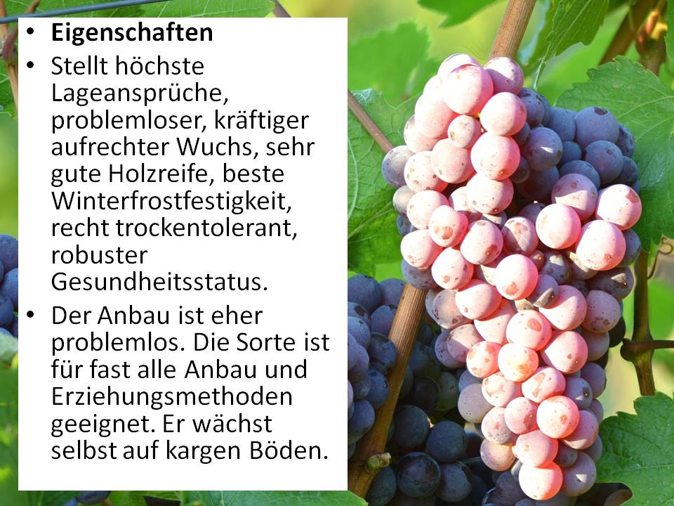 Roter Riesling Eigenschaften