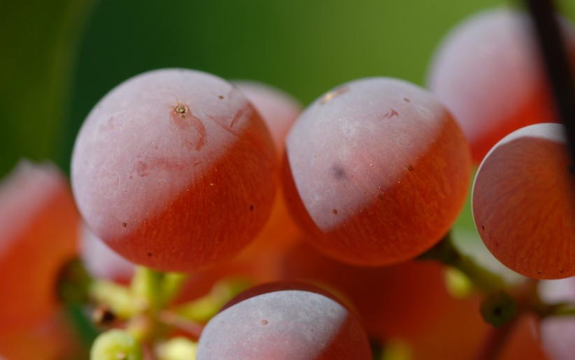 Roter Riesling ANT 0551