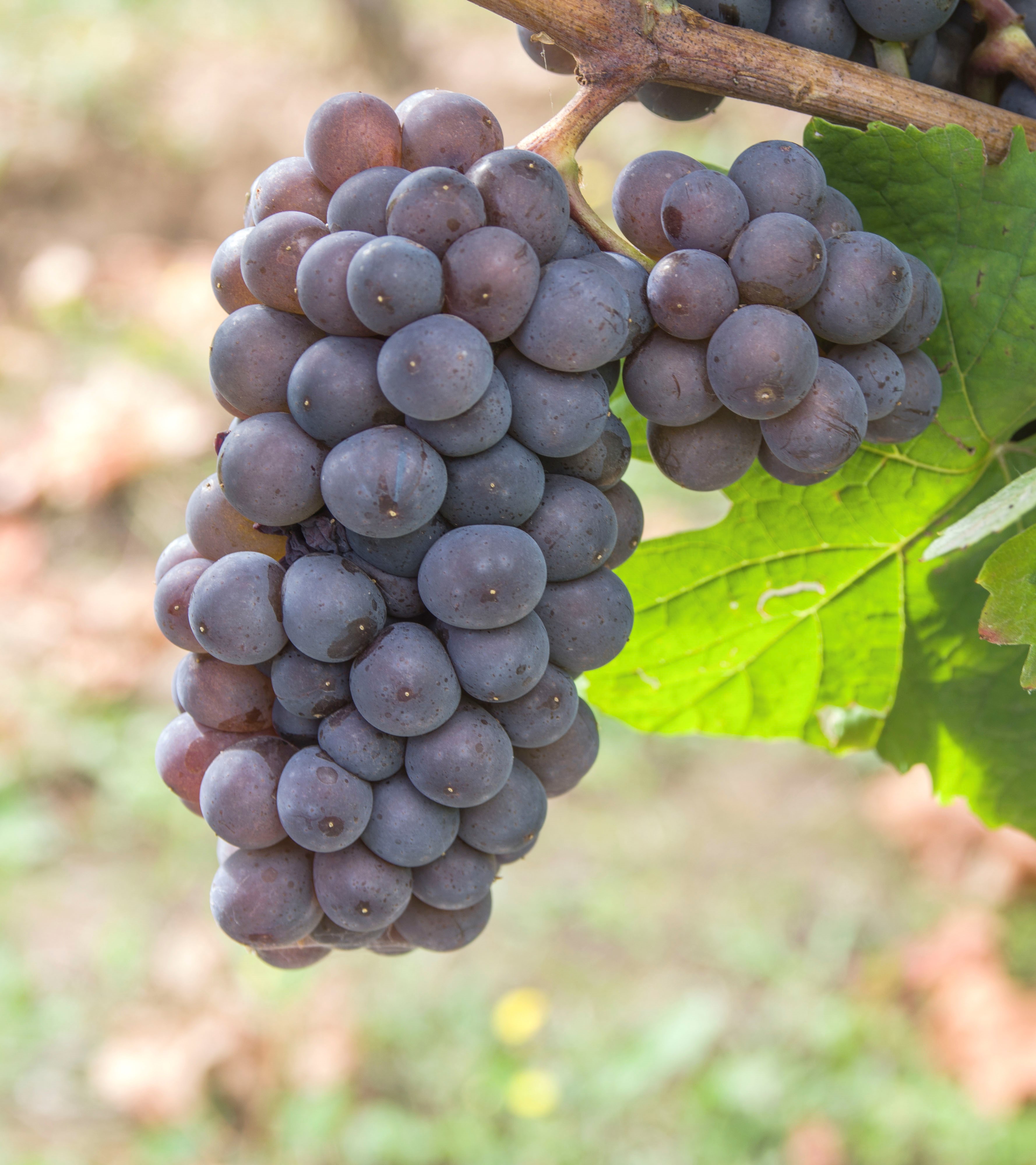 VIVC9275 PINOT GRIS Cluster in the field 20324