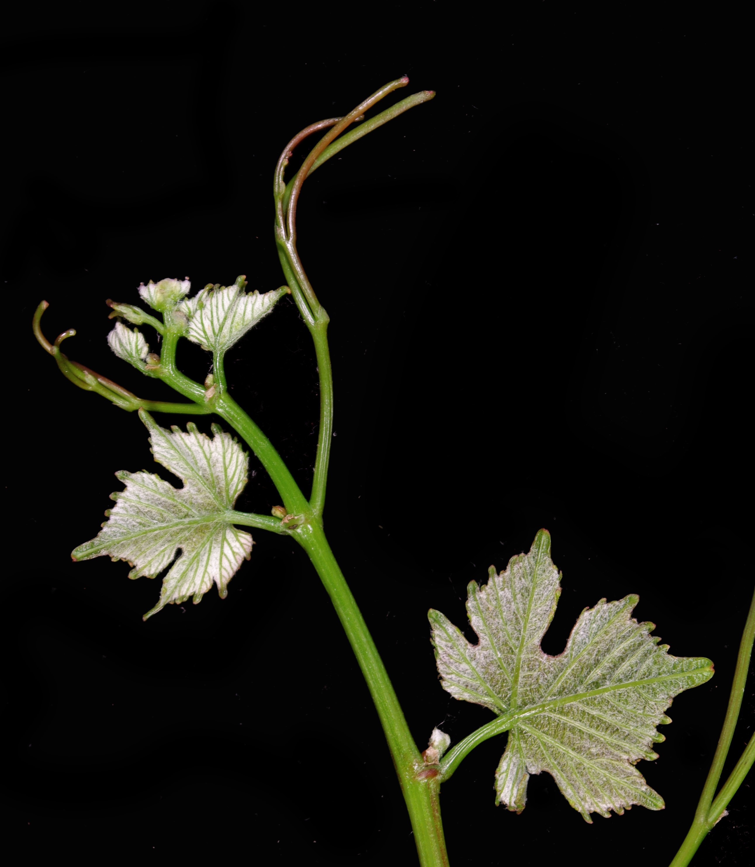 VIVC9275 PINOT GRIS Shoot tip 7419