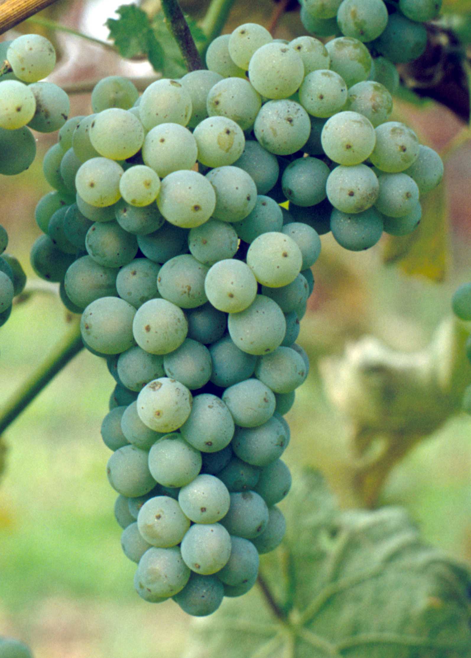 Sauvignon Gryn
