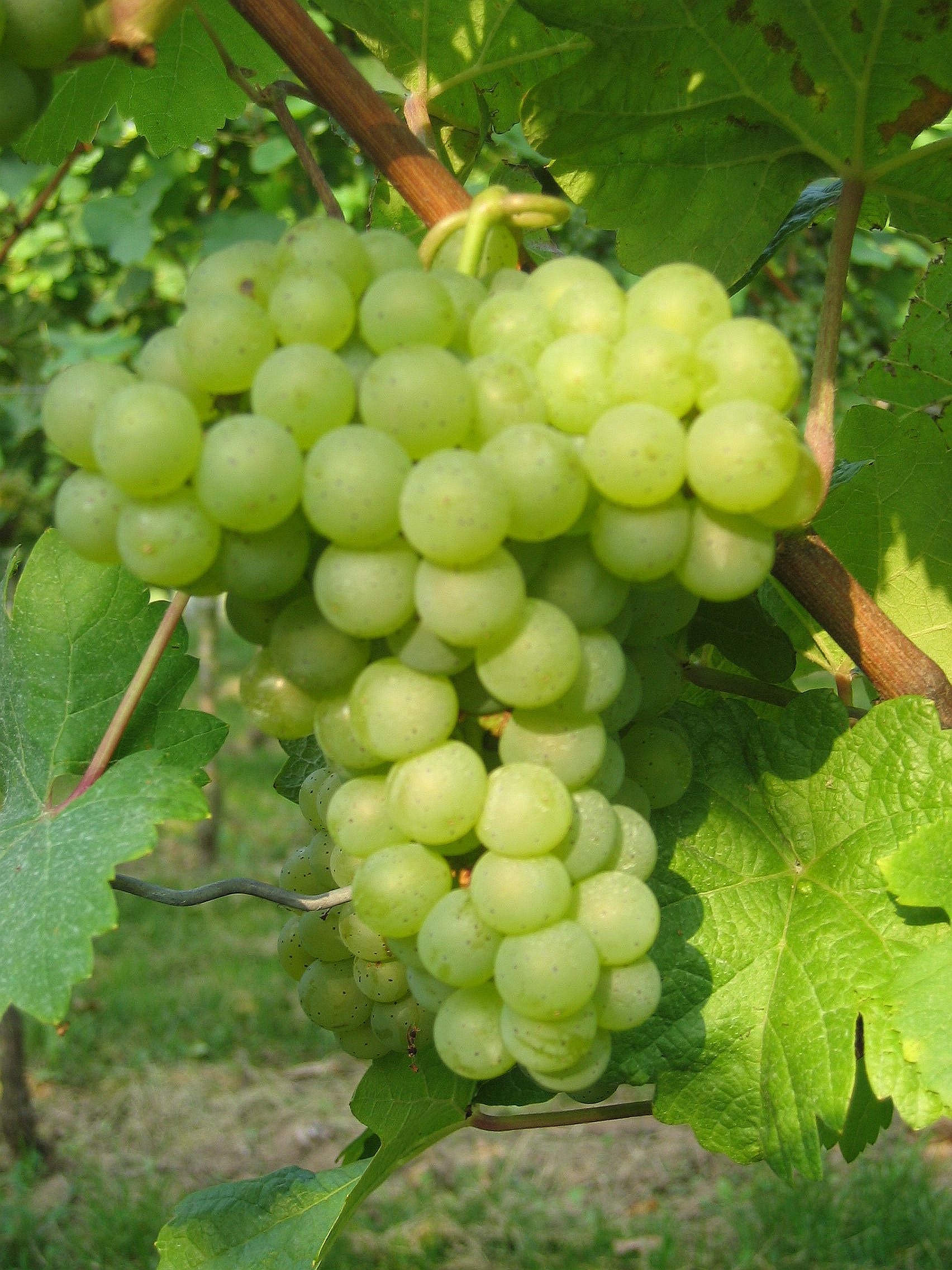 Sauvignon Sary