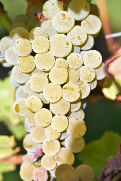 Sauvignon blanc ENTAV 530 small ANT 4456