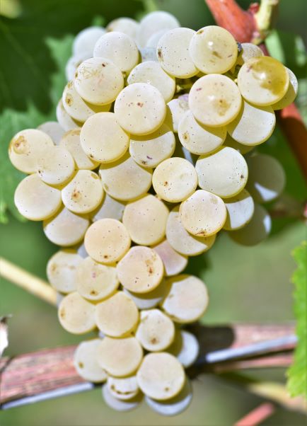 Sauvignon blanc Entav 376 small ANT 4432