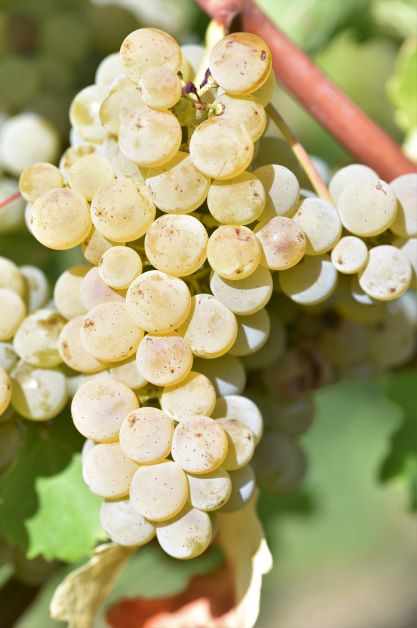 Sauvignon blanc Entav 376 small ANT 4435