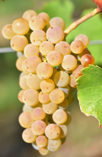 Sauvignon blanc Entav 906 small ANT 4444