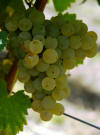 Sauvignon blanc LB 50 d small