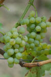 Sauvignon blanc LB 50 e small
