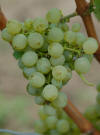 Sauvignon blanc LB 50 f small