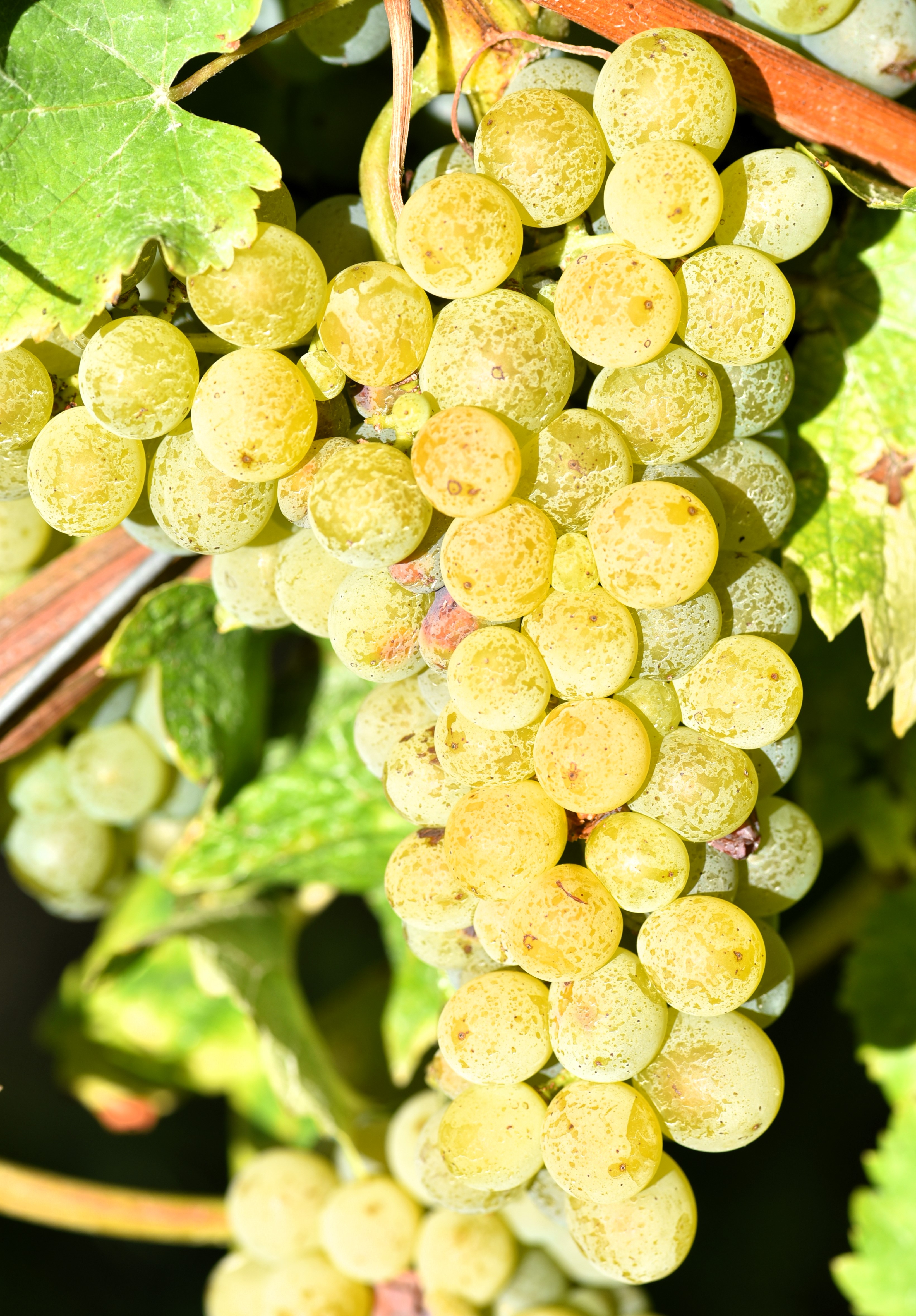 Sauvignon blanc Entav 159 ANT 3012