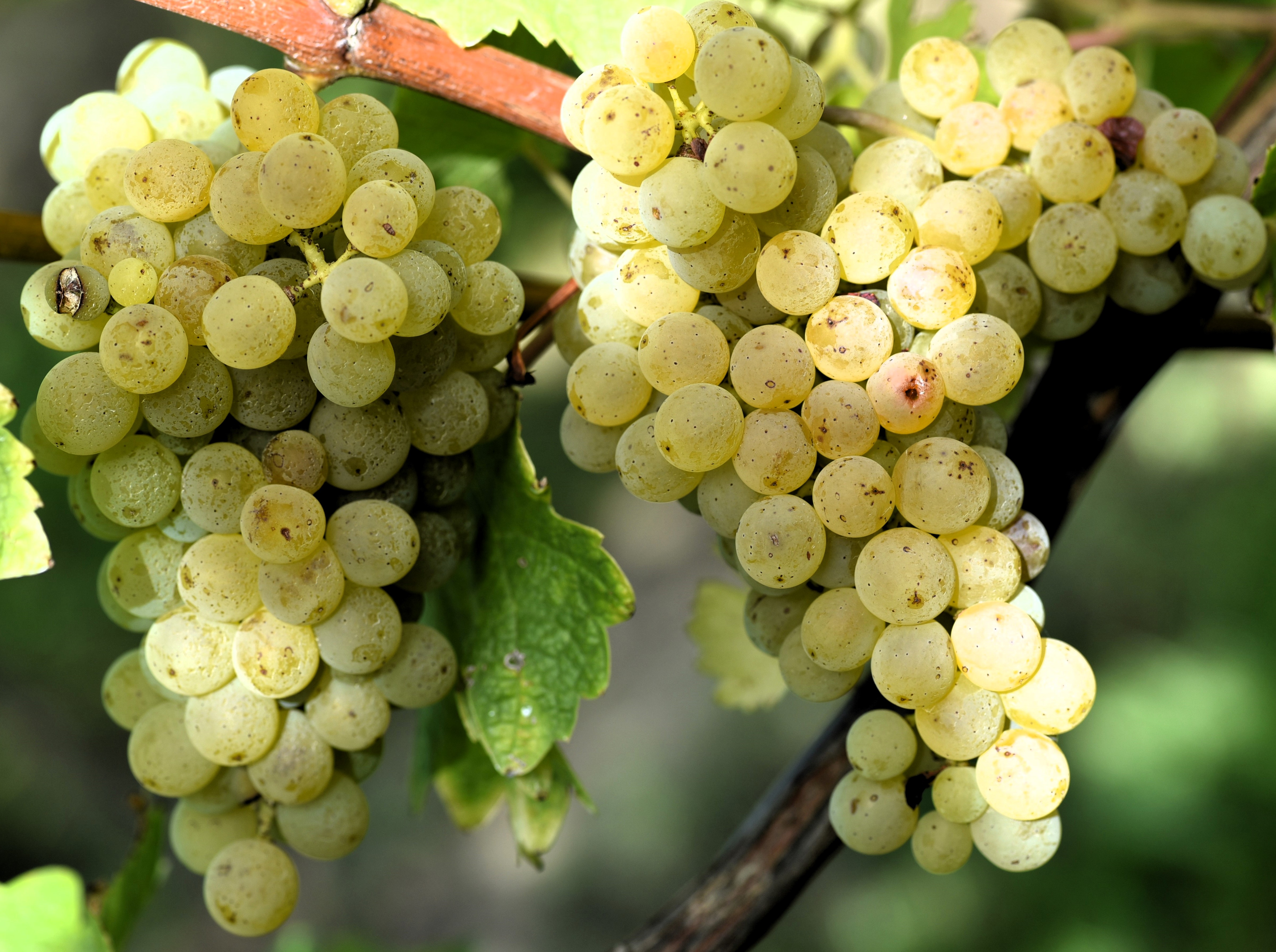 Sauvignon blanc LB 50 ANT 2984
