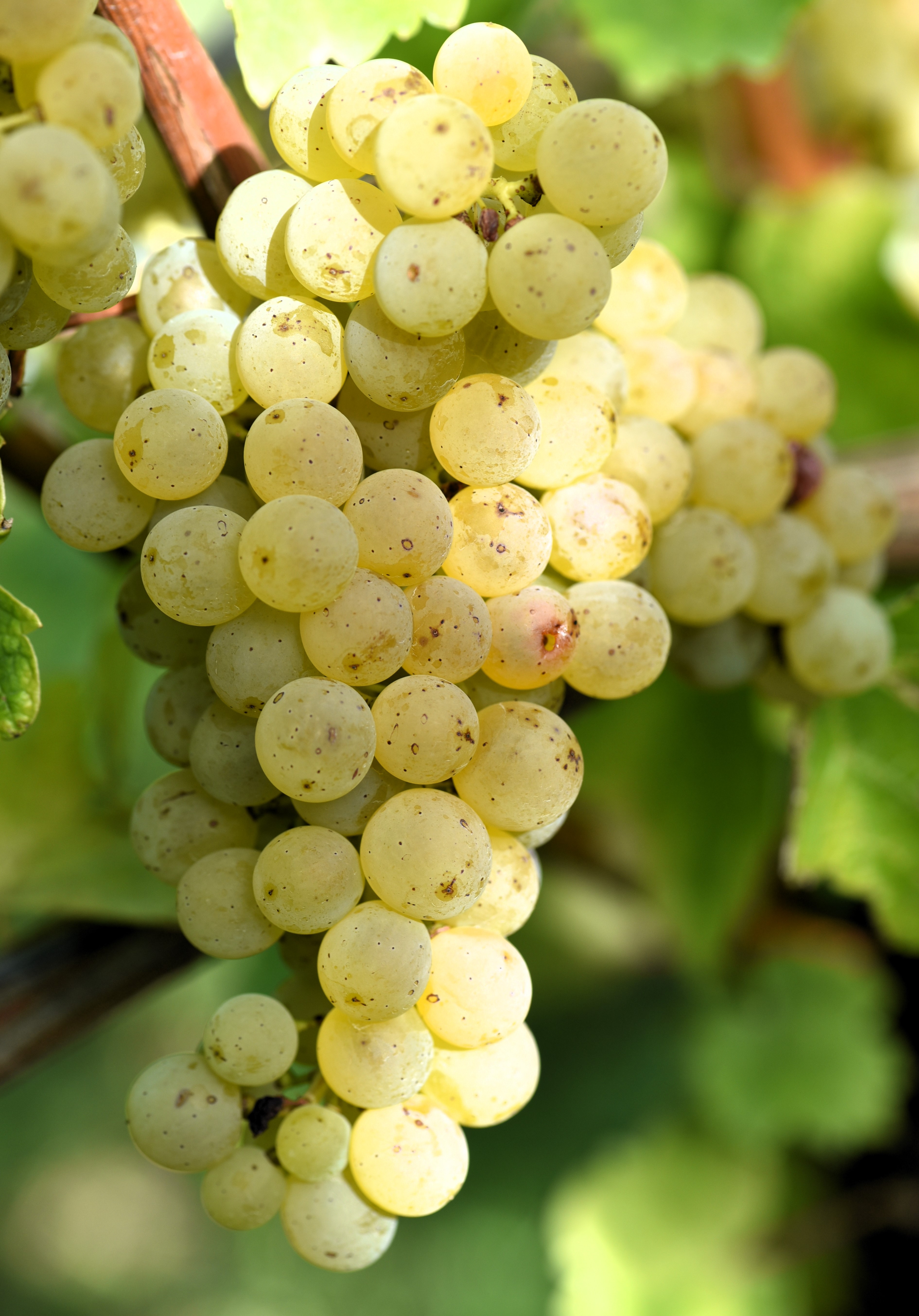 Sauvignon blanc LB 50 ANT 2985