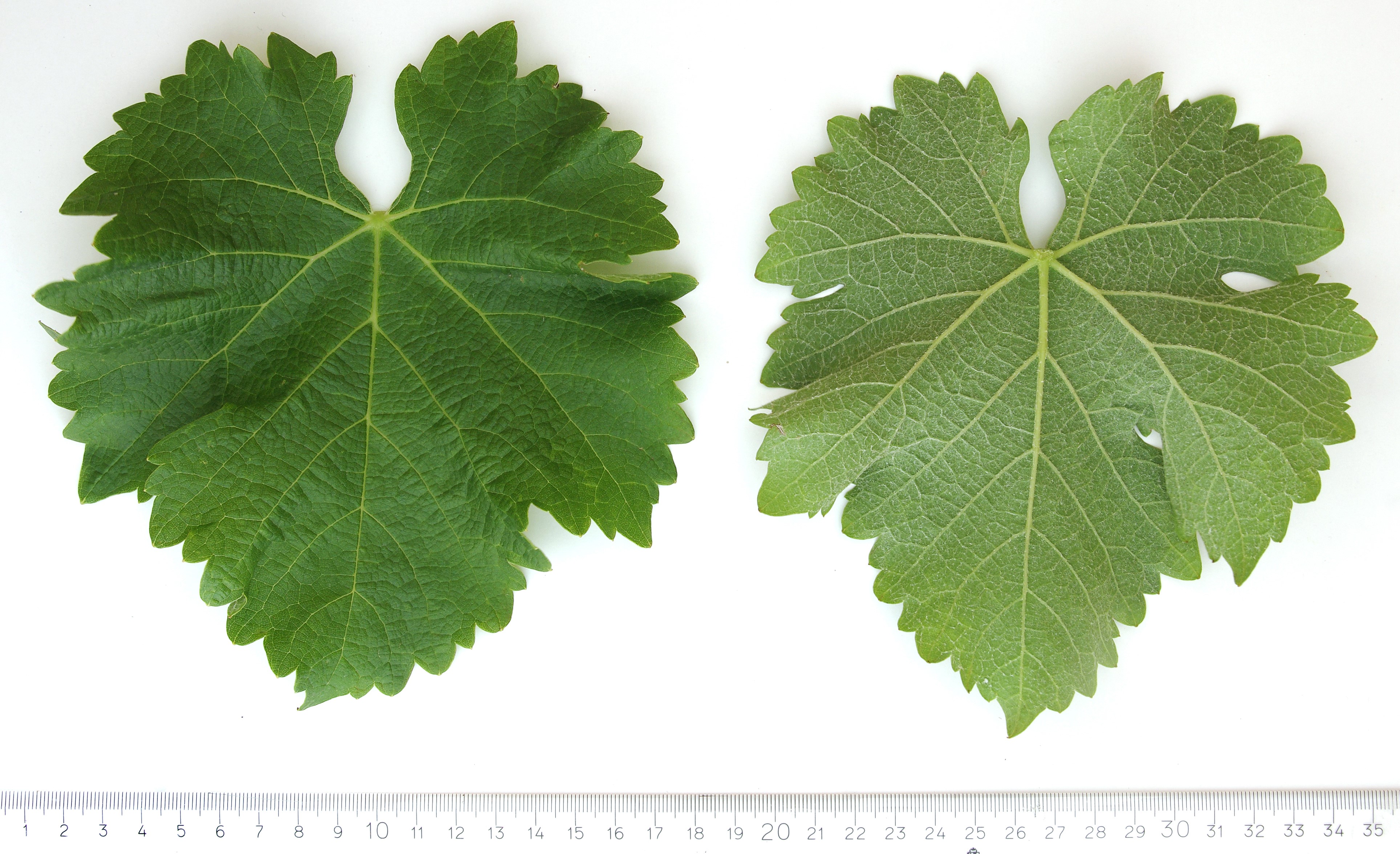 VIVC10790 SAUVIGNON BLANC Mature leaf 4363