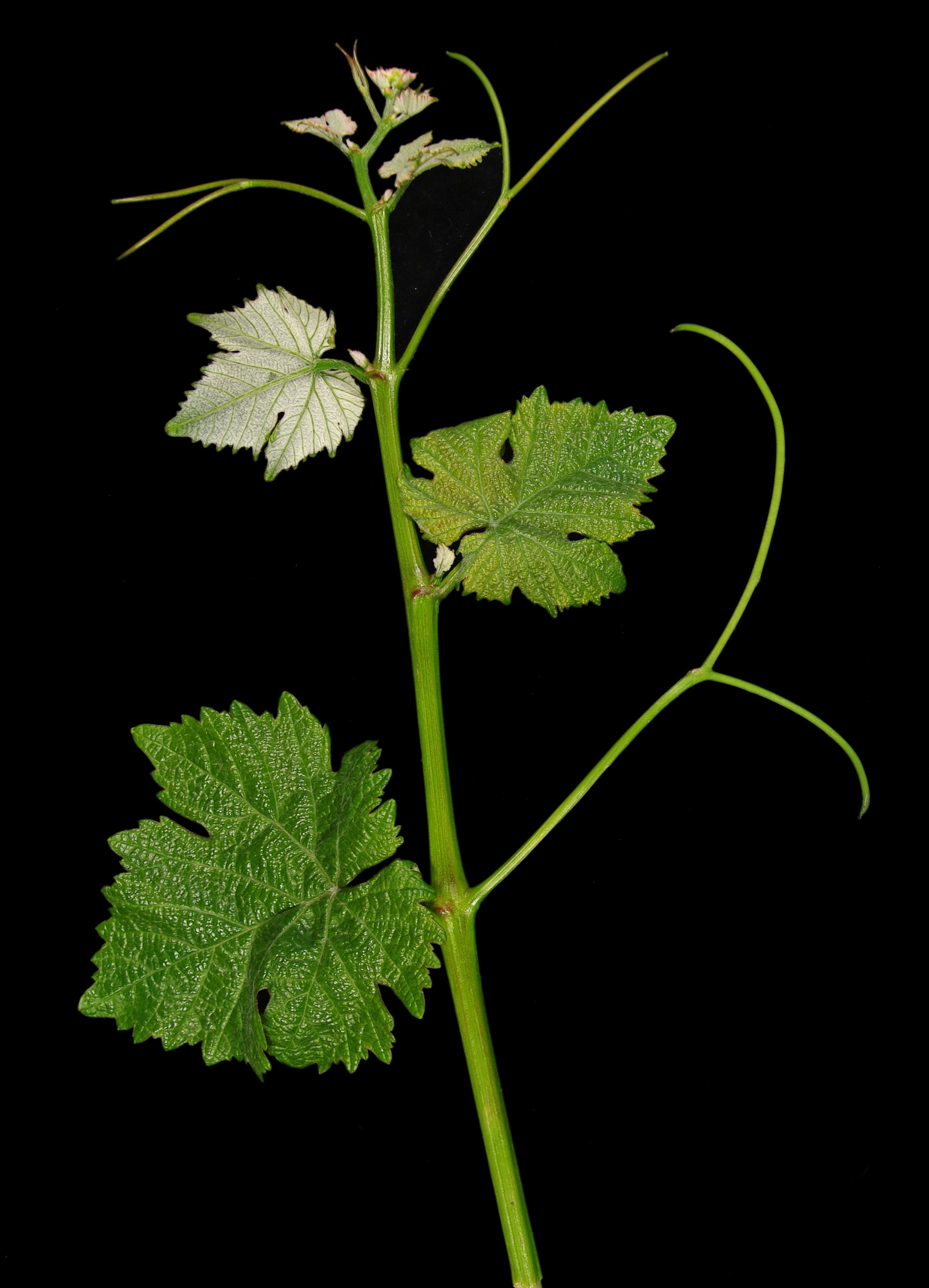 VIVC10790 SAUVIGNON BLANC Shoot tip 7236
