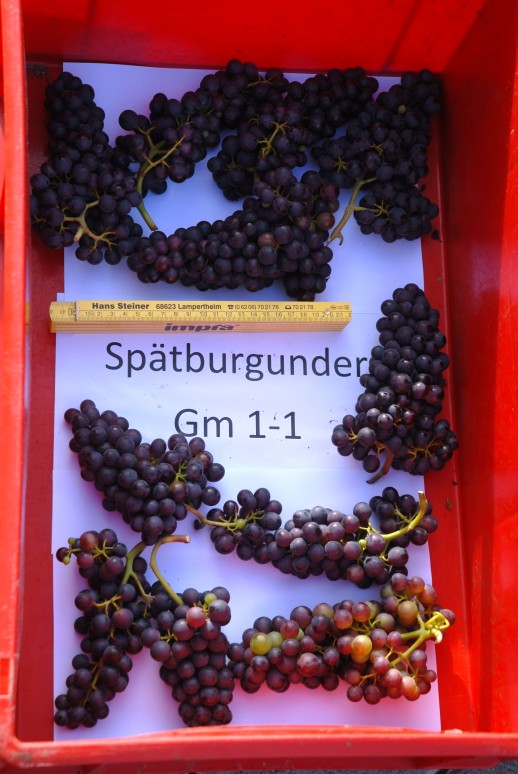 Spätburgunder Gm 1-1 ANT_0099