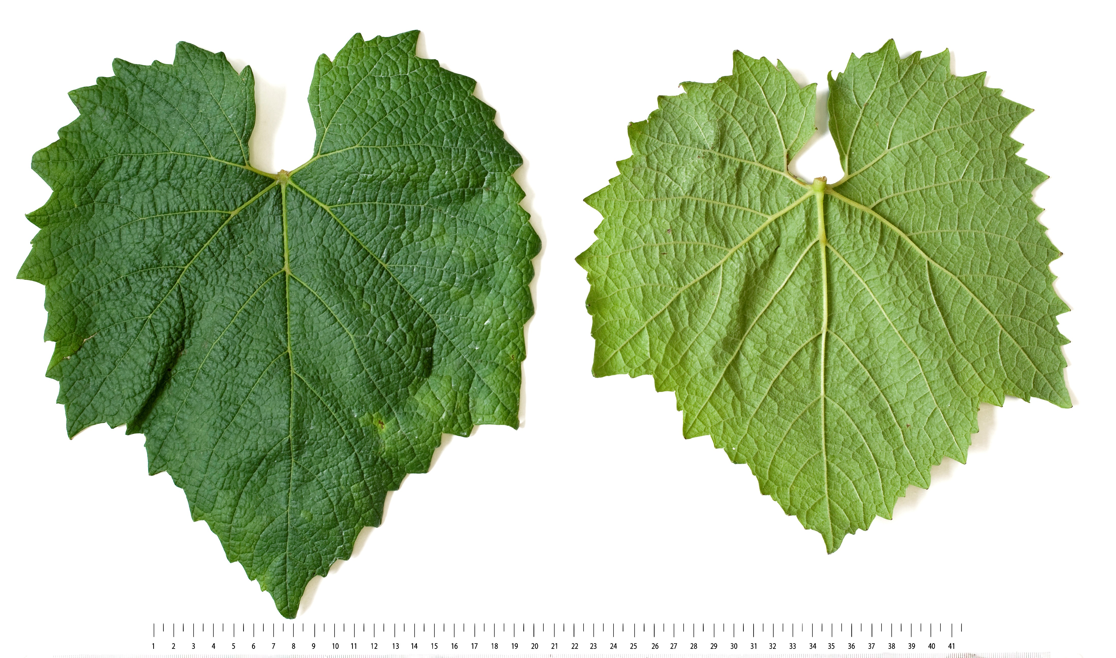 VIVC14309 SIBERA Mature leaf 16436