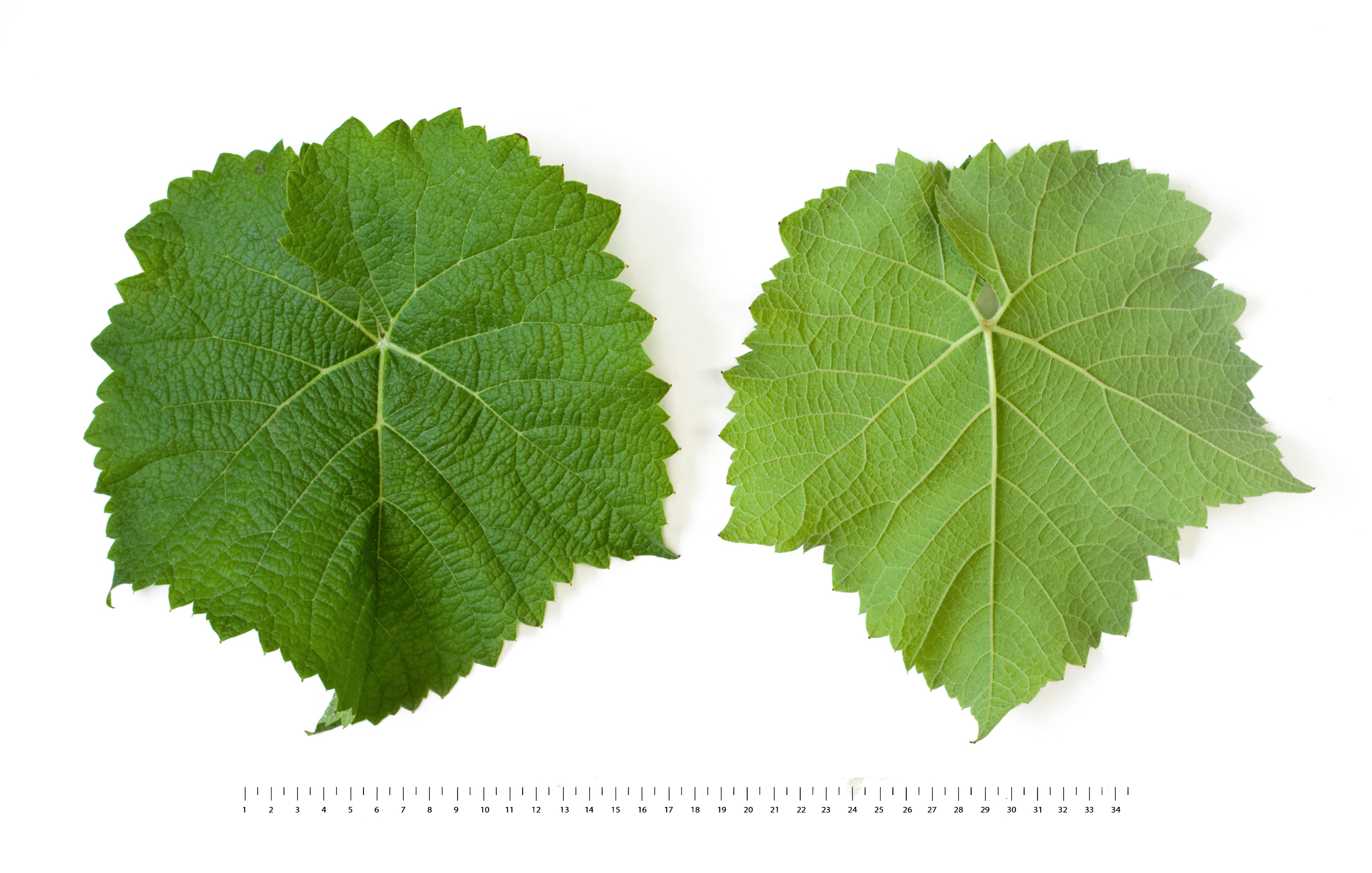 VIVC20340 SOLARIS Mature leaf 17877