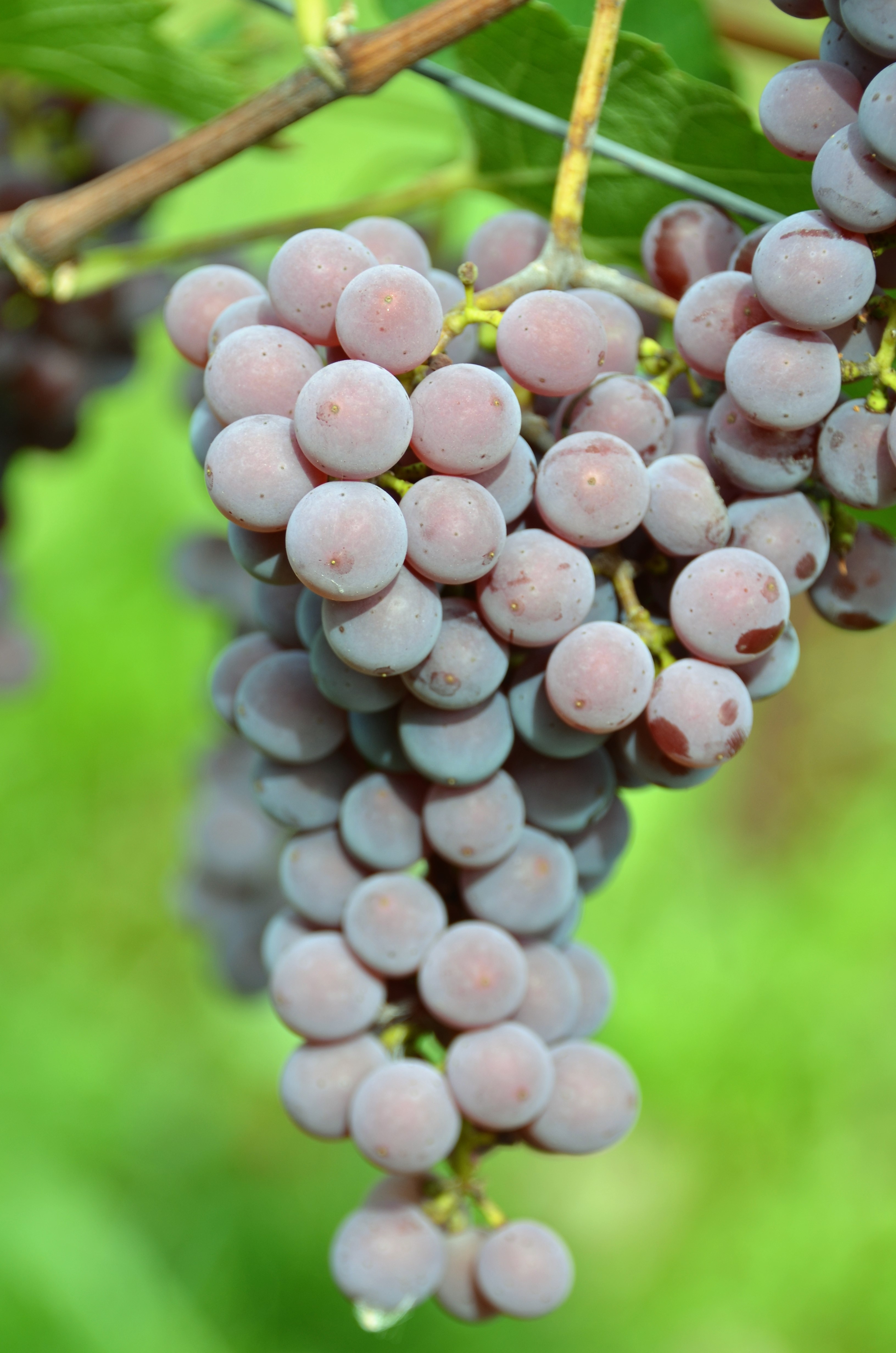 Souvignier gris ANT 5961