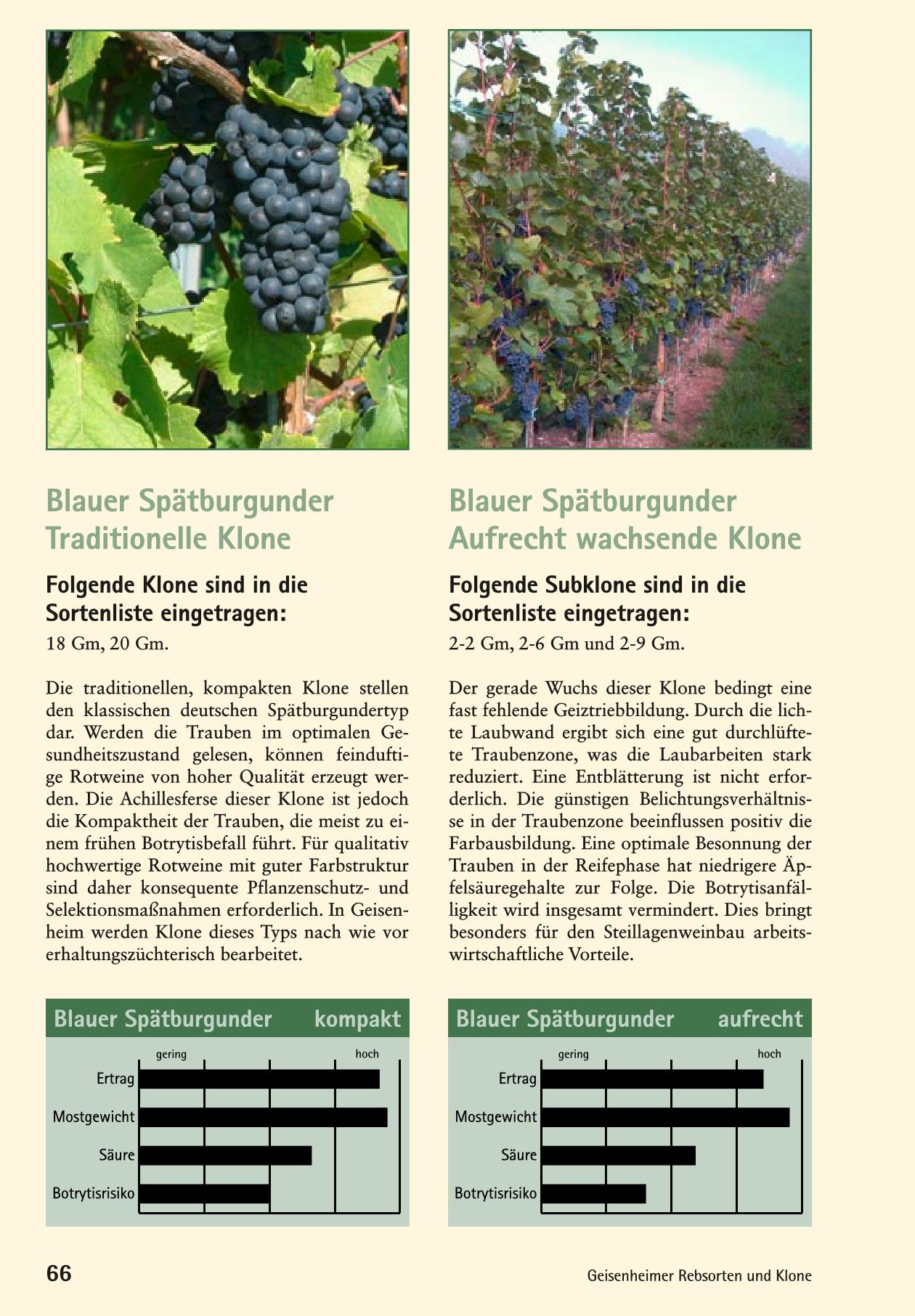 Spaetburgunder Blauer Page 3