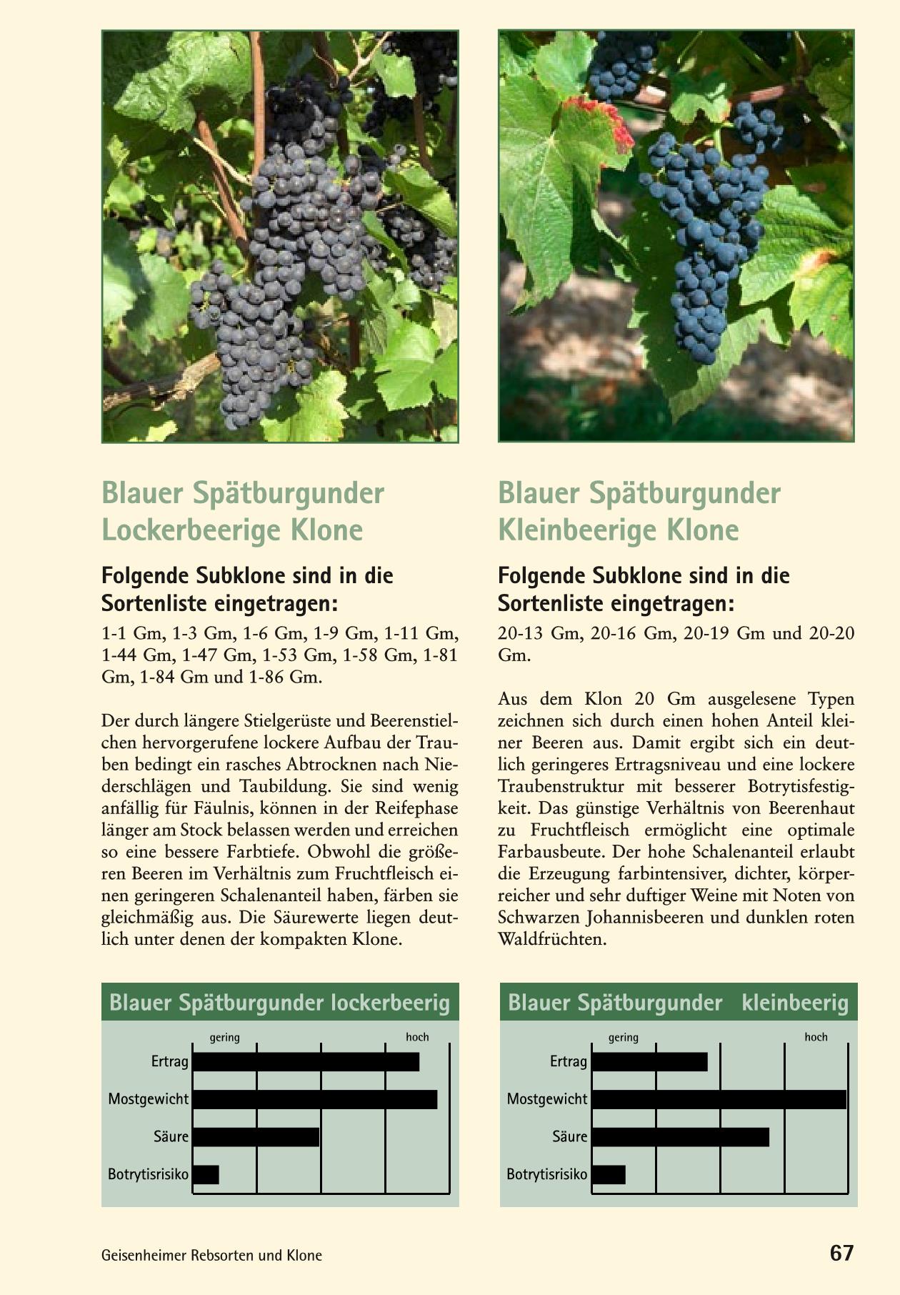 Spaetburgunder Blauer Page 4