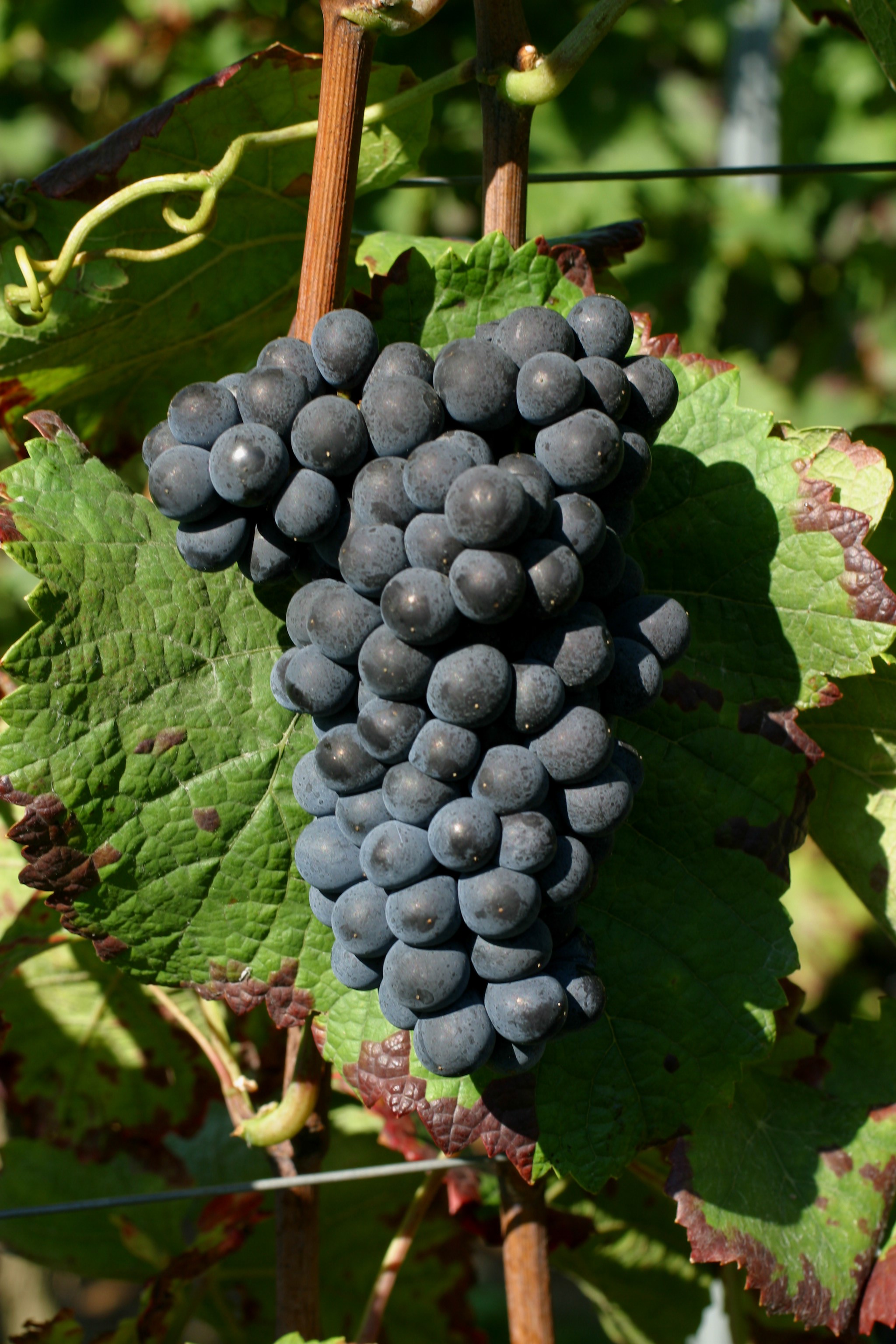 VIVC9279 PINOT NOIR Cluster in the field 9048