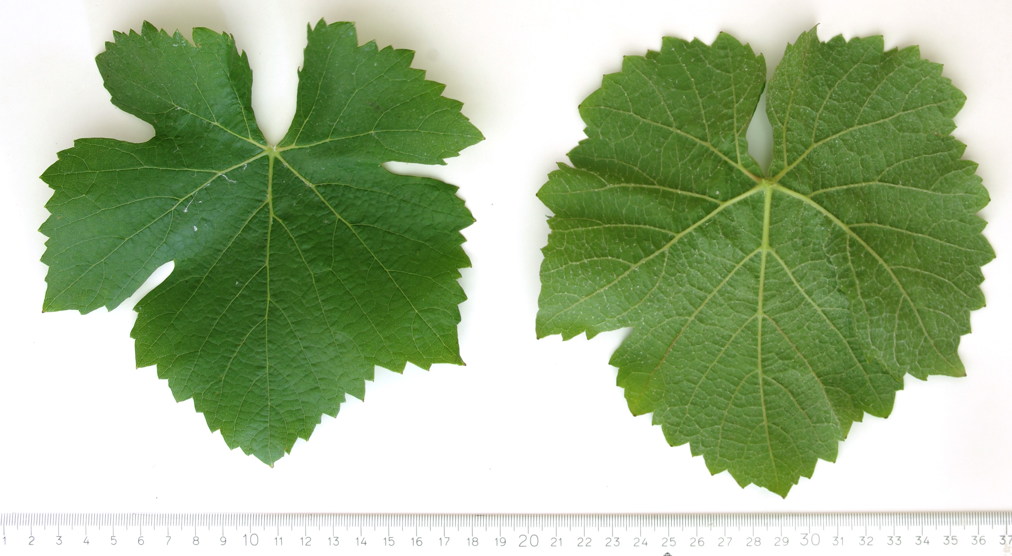 VIVC9279 PINOT NOIR Mature leaf 4456