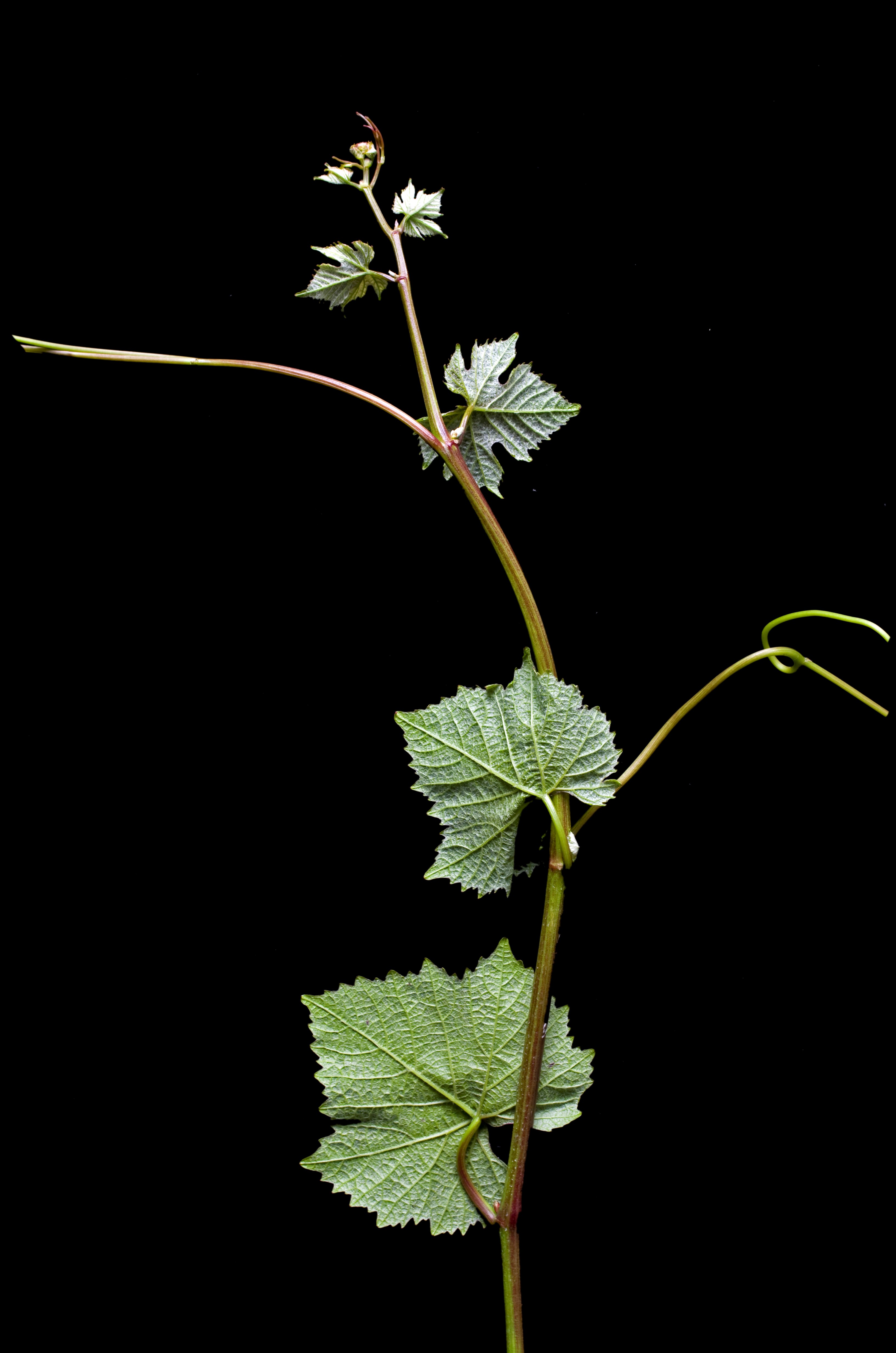 VIVC9279 PINOT NOIR Shoot tip 15913