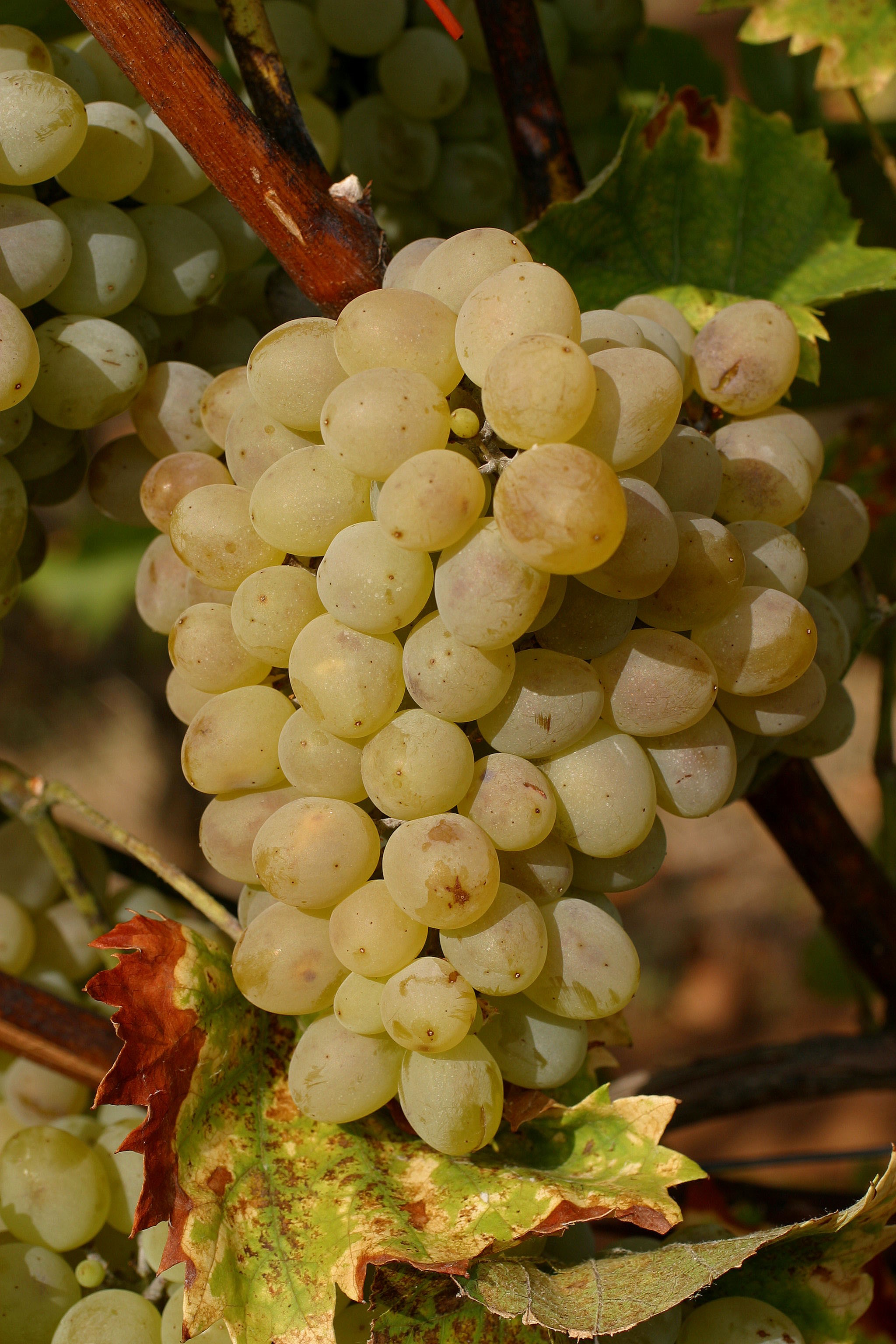 VIVC11802 STAUFER Cluster in the field 9146