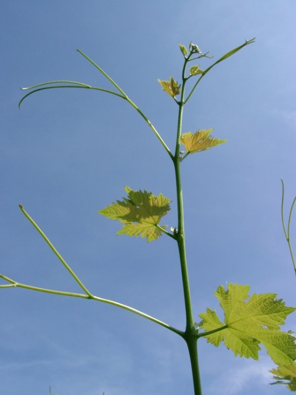 Treibspitze der Rebsorte Cabernet Carol