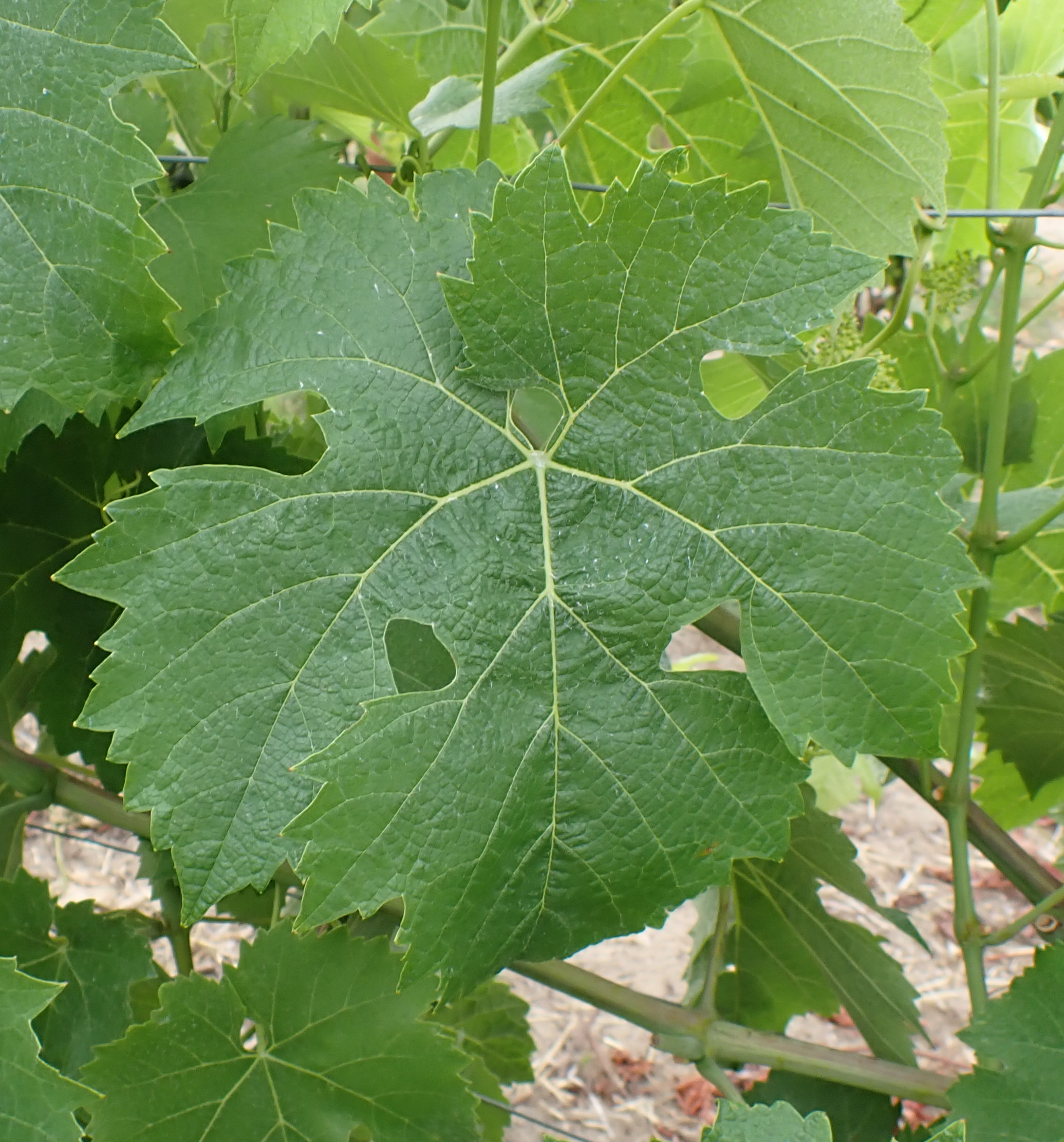 Valpesia Blatt 6992 valpesia tl fa1 crjpg 1783086269556