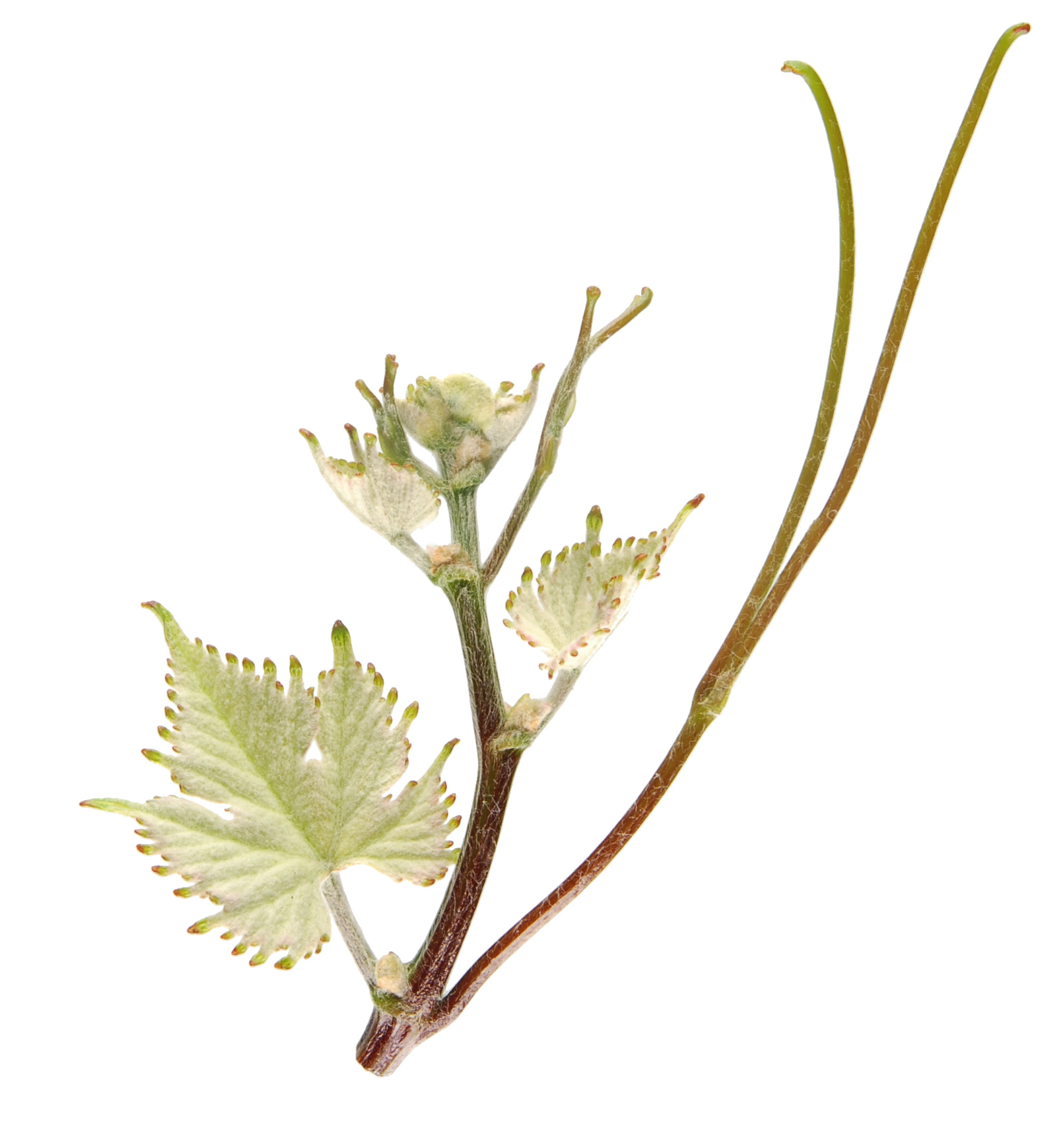 Valpesia Triebsitze 6992 valpesia inra colmar irac 0326 p bg 0049jpg 1781880300389