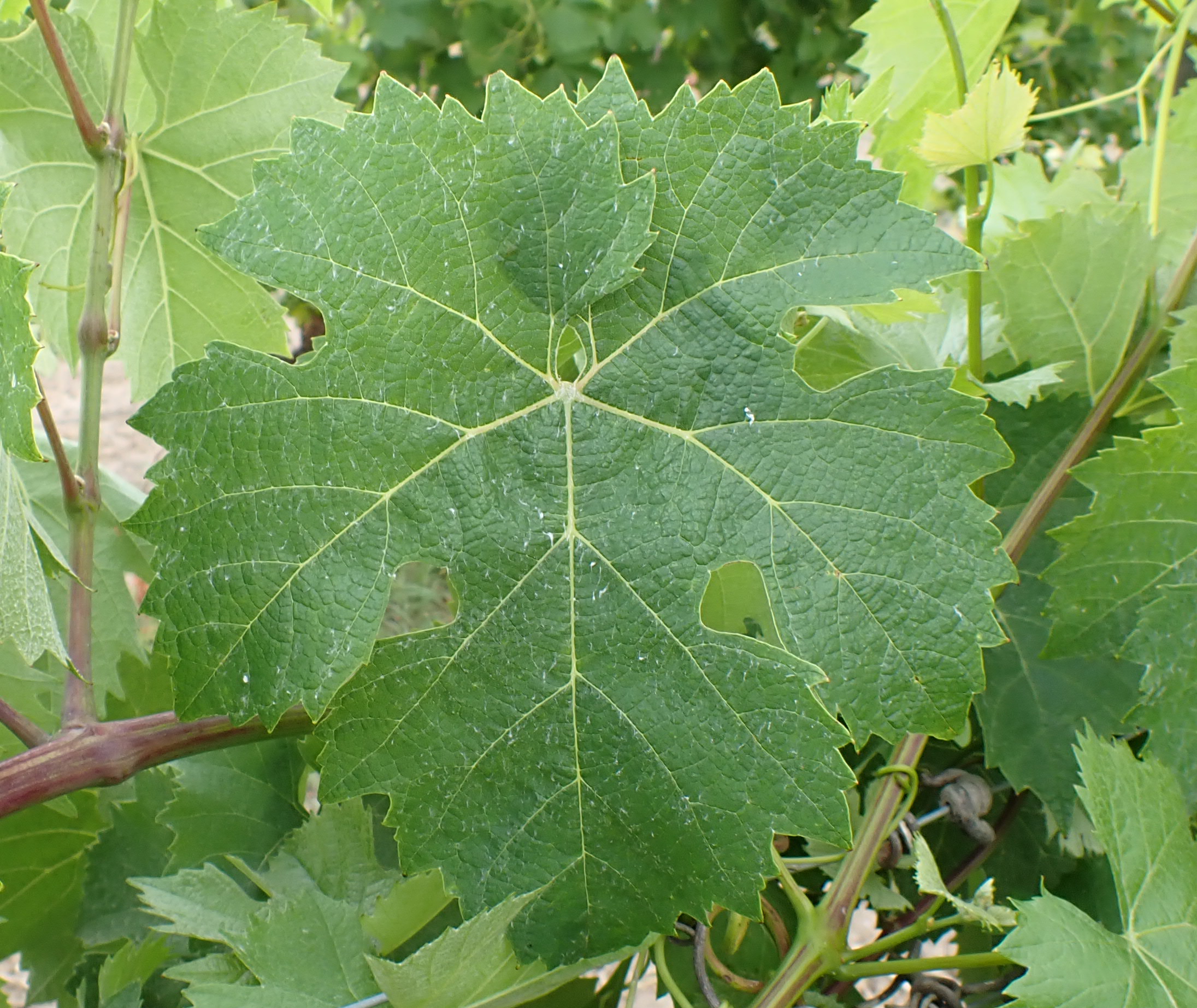 Valpesia alternatives Blatt 6992 valpesia tl fa2 crjpg 1783086269226