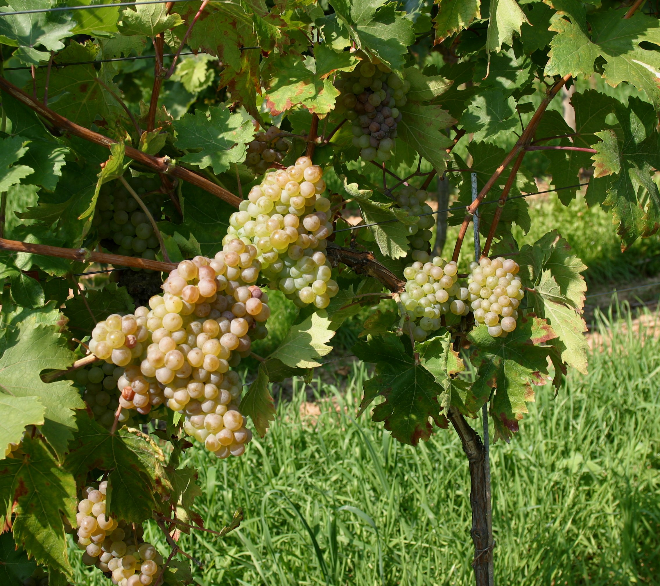 VIVC12931 VELTLINER ROT Full plant 8692