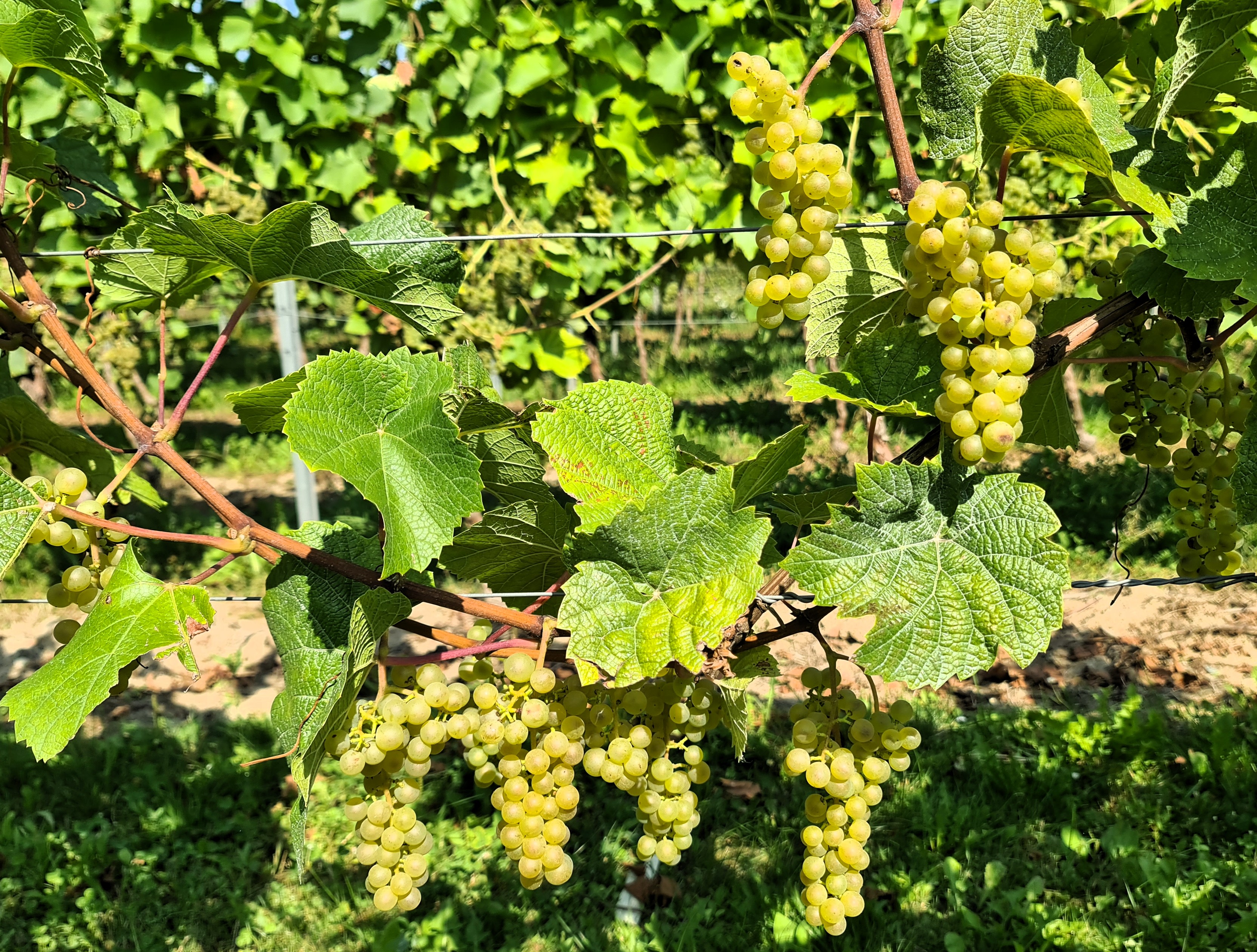 Veritage 20250812 111707