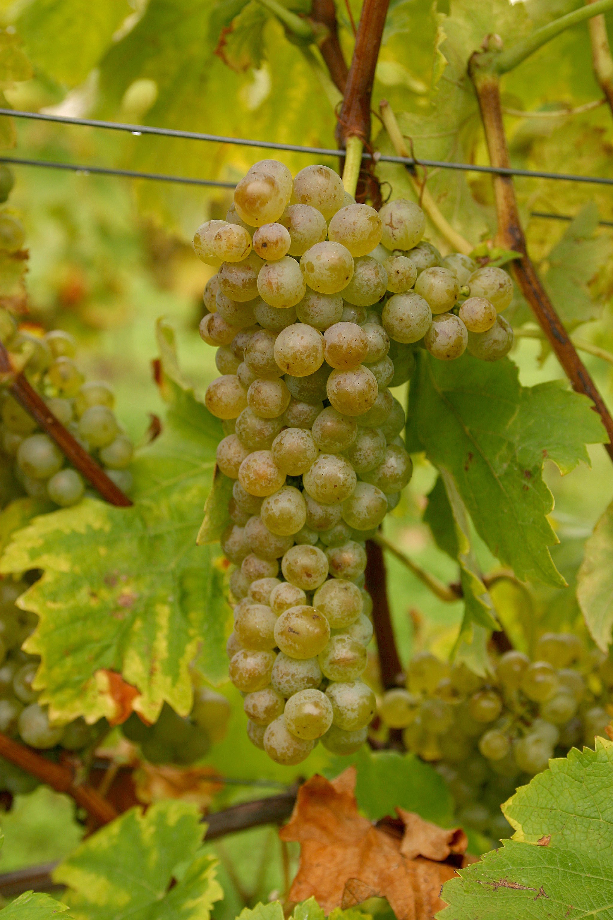 VIVC13106 VIOGNIER Cluster in the field 8761